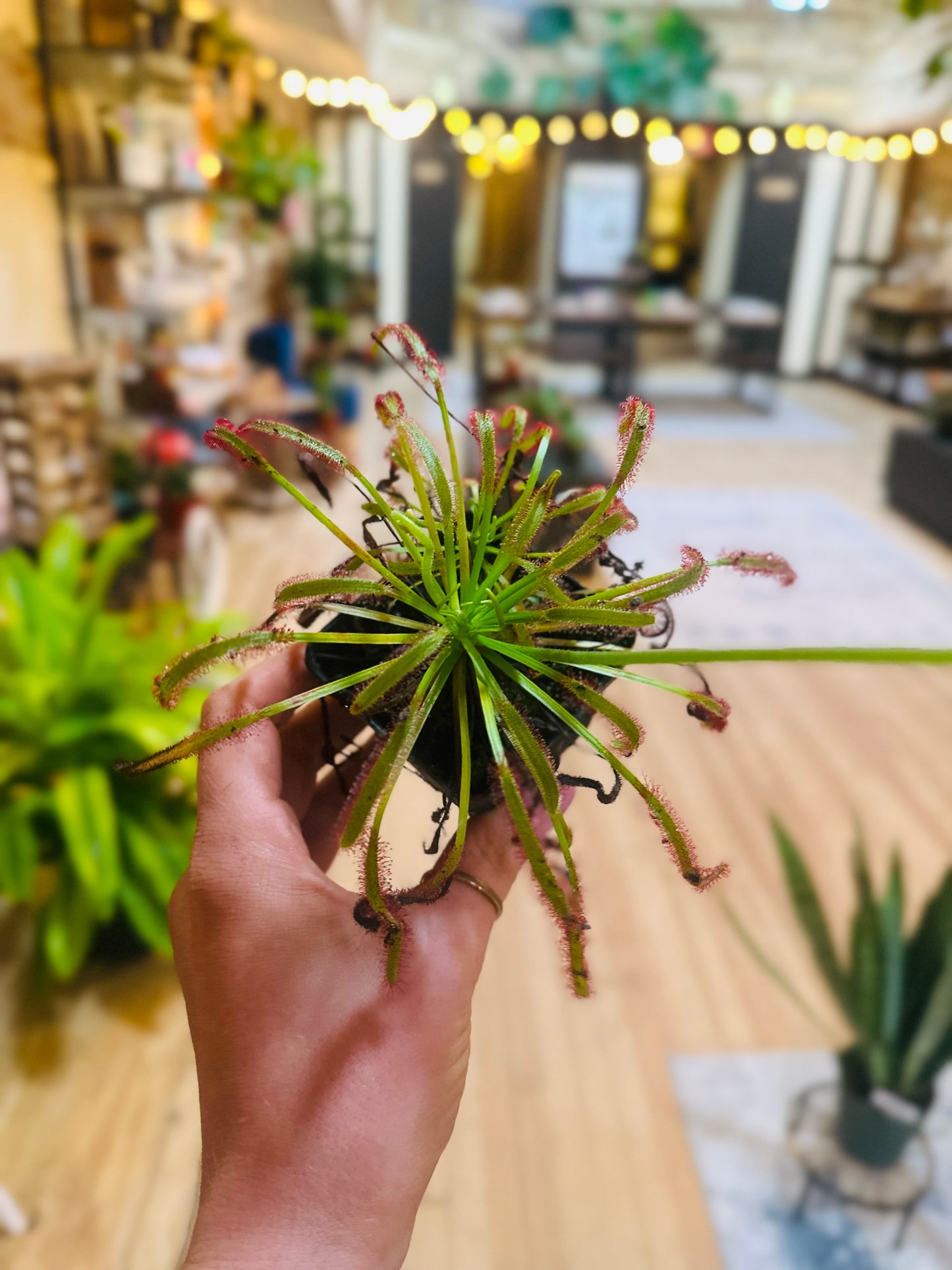 3" Sundew