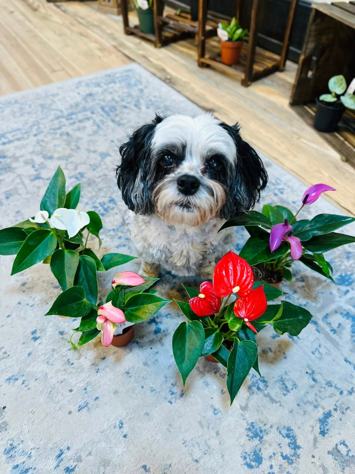 4" Anthurium Asst