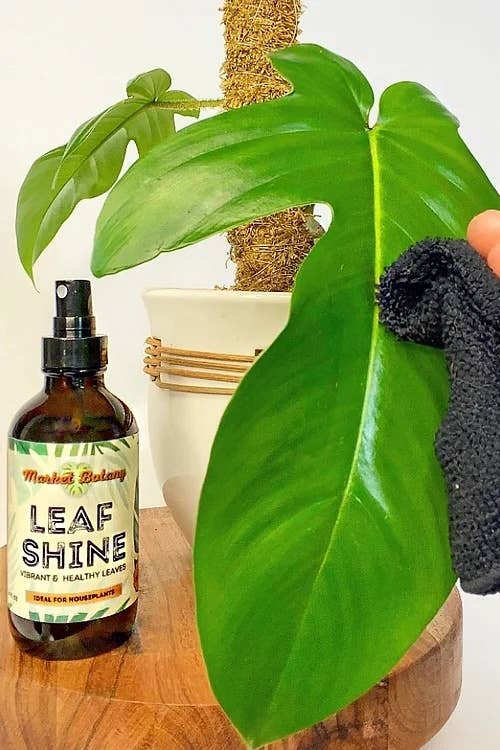 Leaf Shine - Gentle Foliage Cleanser for Houseplants