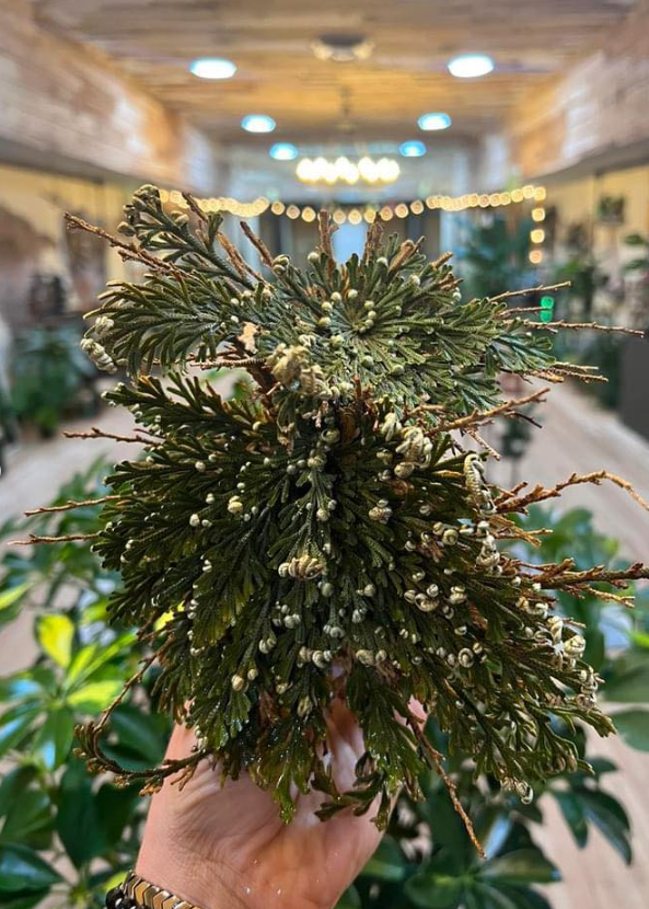 Rose of Jericho