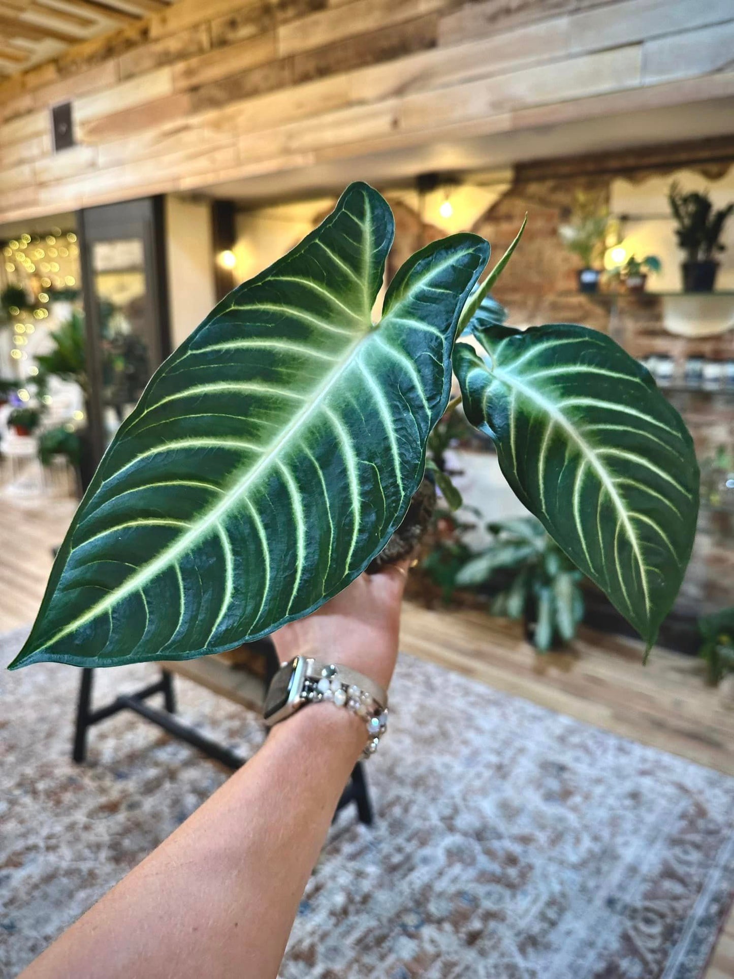 4" Xanthosoma Lindenii Magnificum