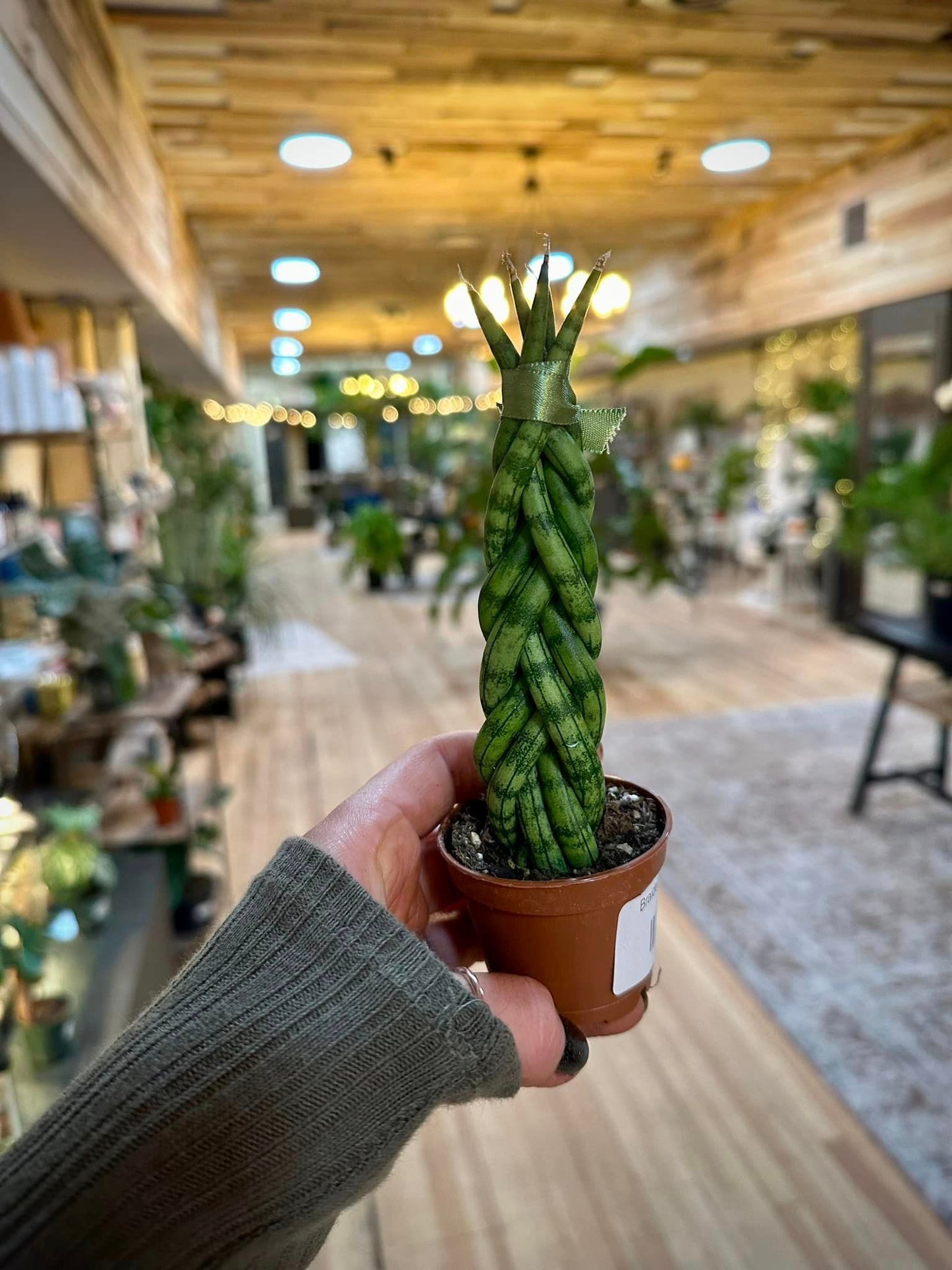 2.5" Braided Snake Plant