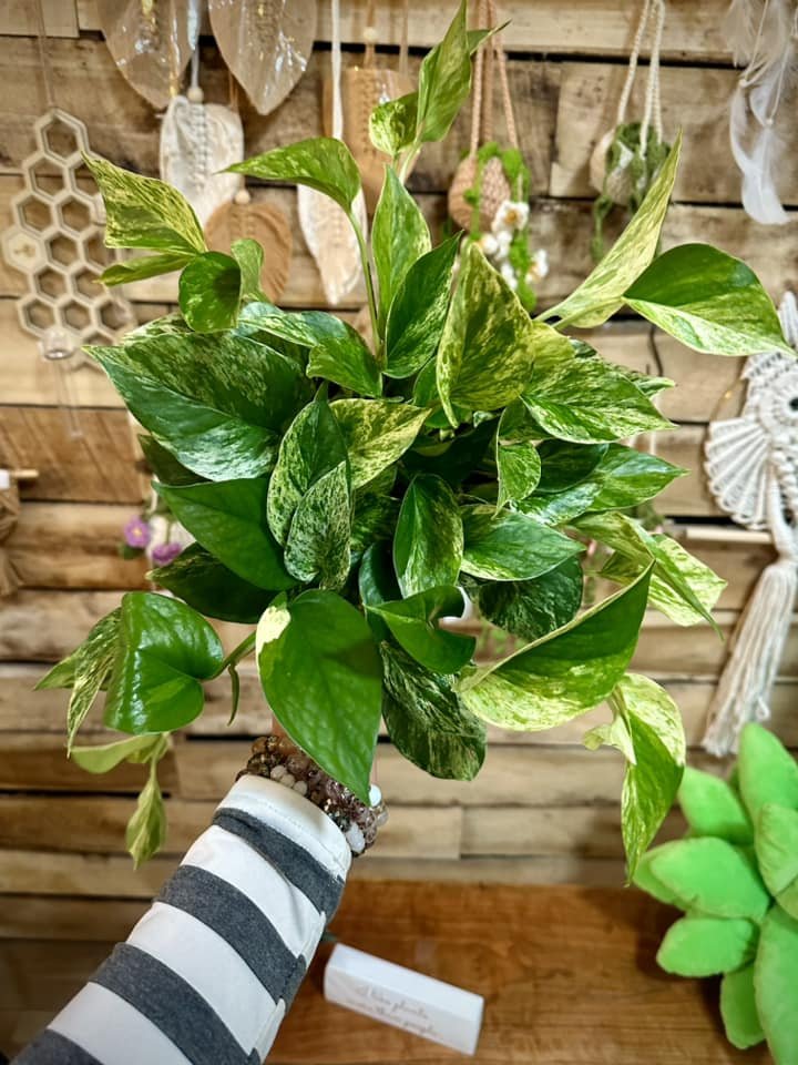 6" Marble Queen Pothos
