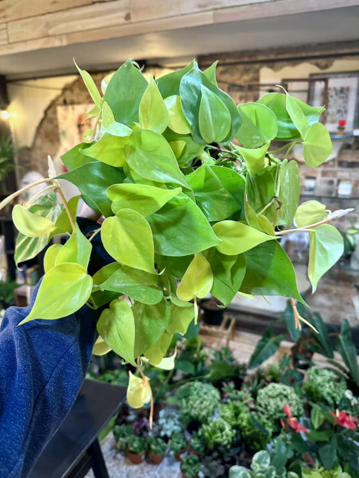 6" Philodendron Lemon