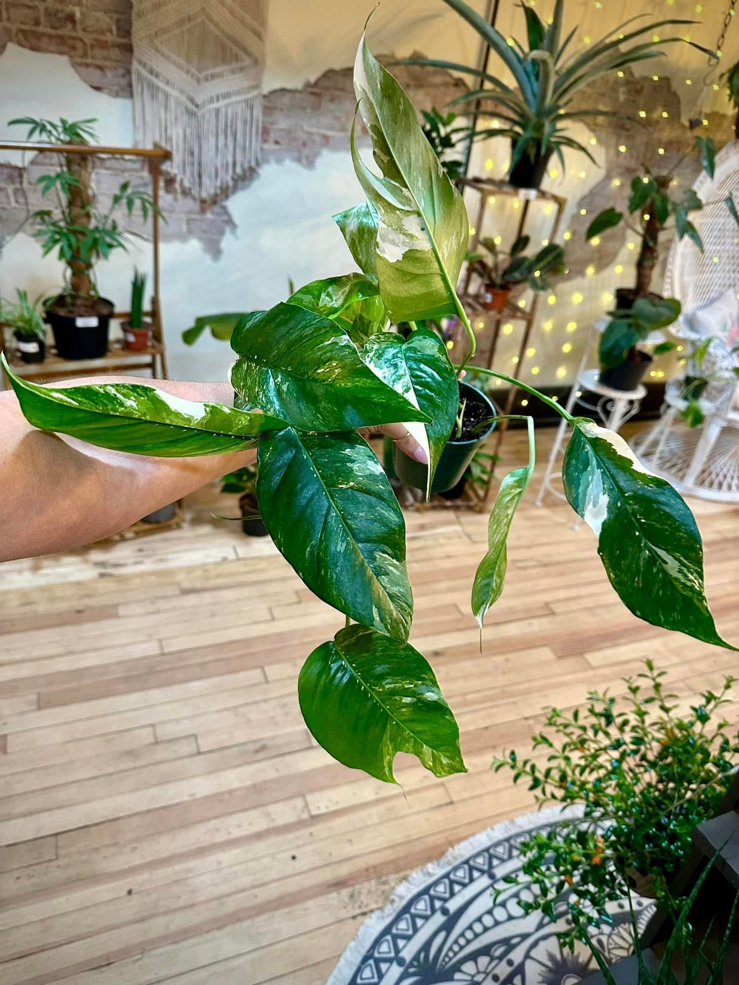 4" Epipremnum Pinnatum Albo