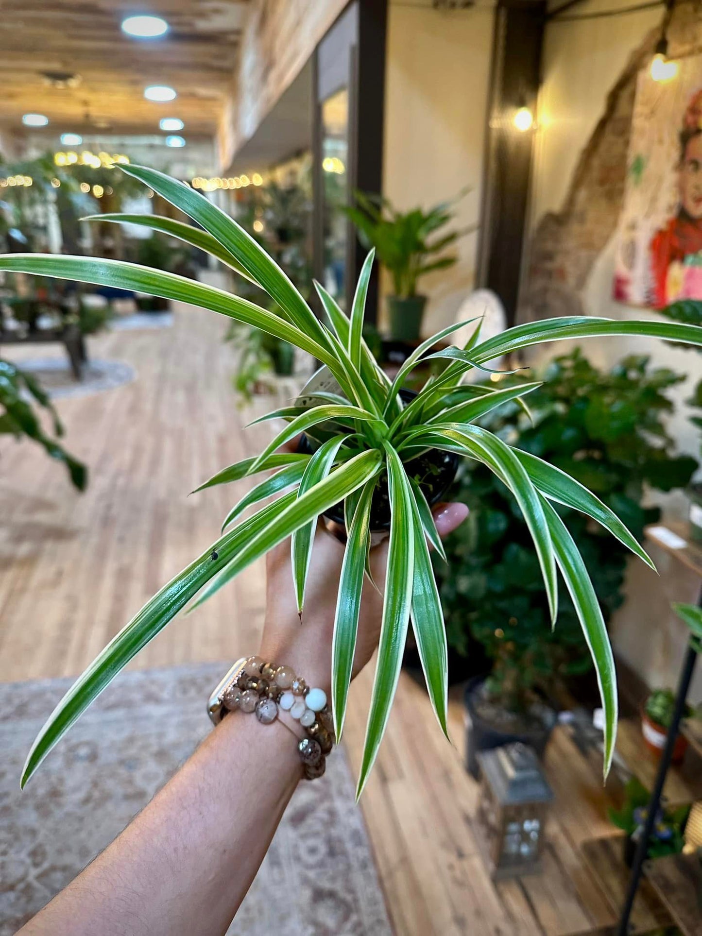 4" Spider Plant
