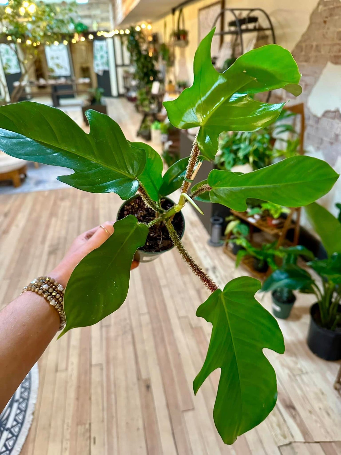 6" Philodendron Squamiferum