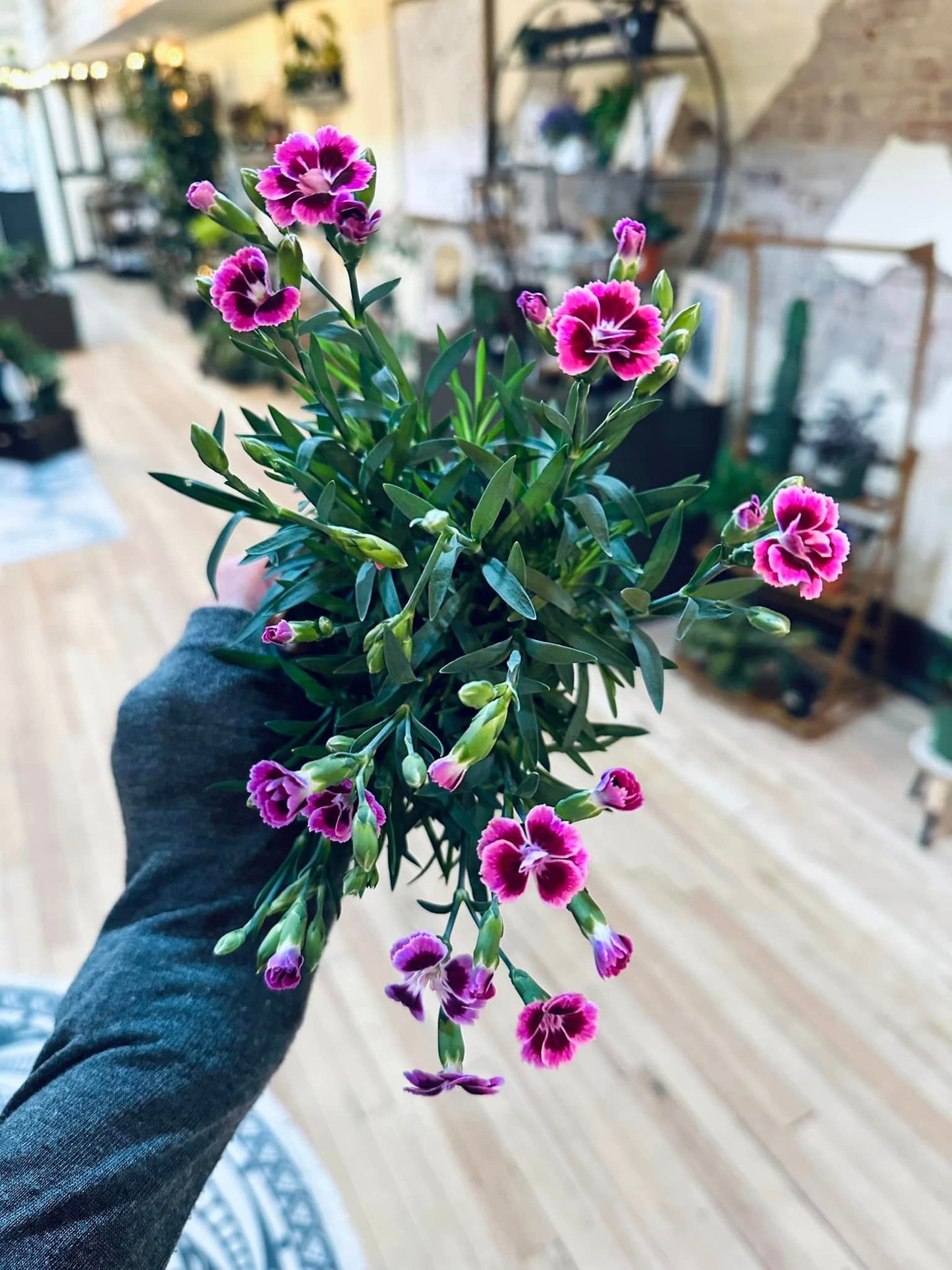 4" Dianthus