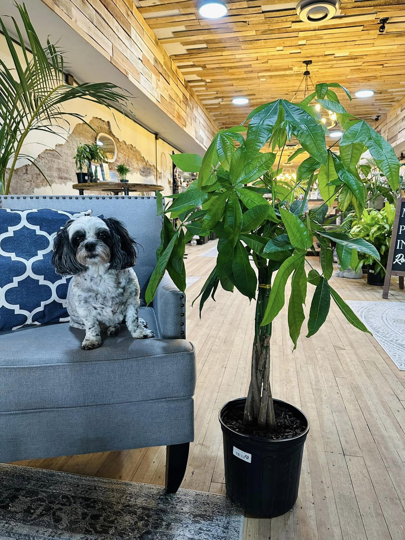 pachira money tree dogs 10" Money Tree – Grows on Main