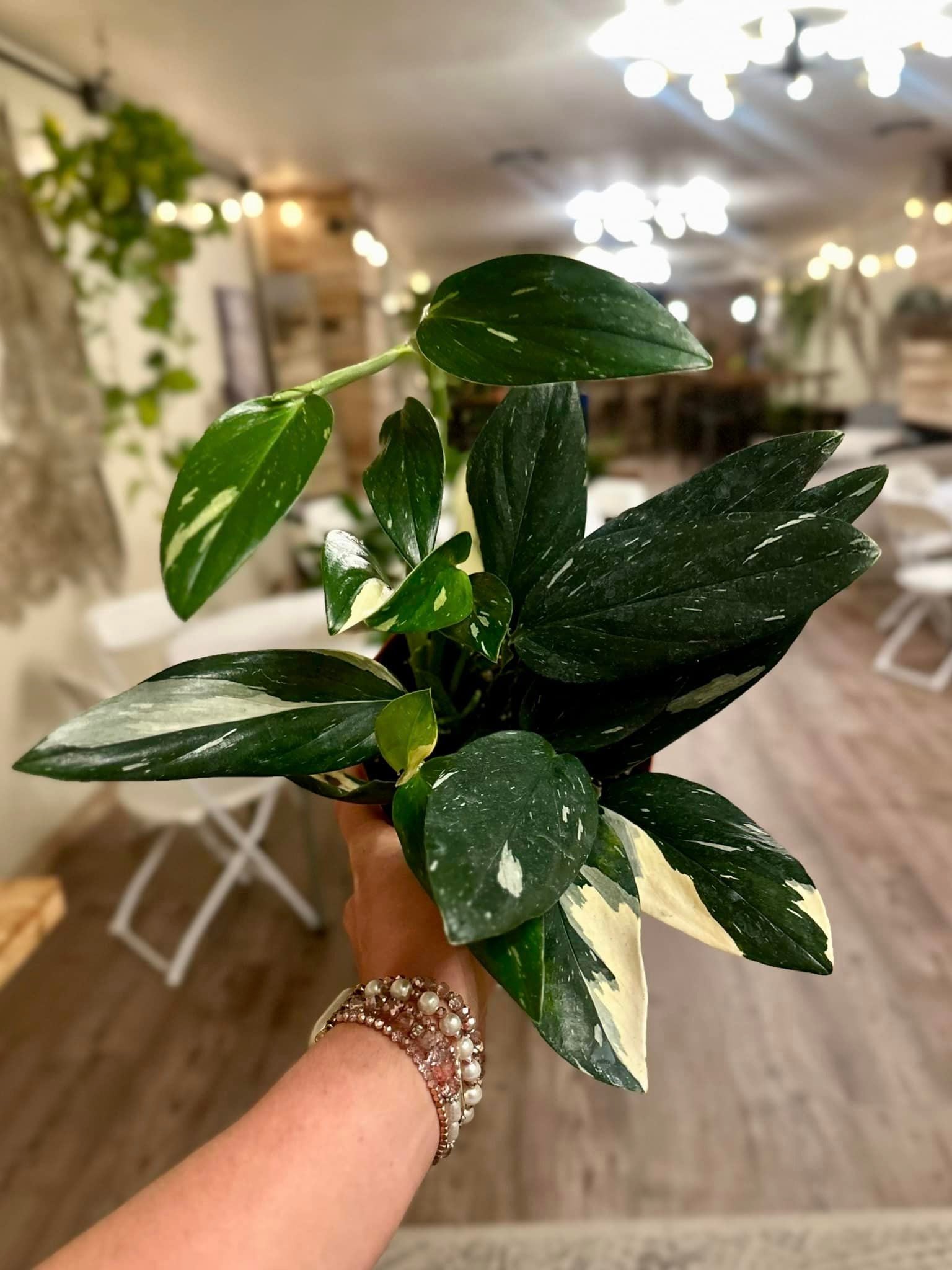 monstera standleyana albo variegata 6" Monstera Standleyana Albo