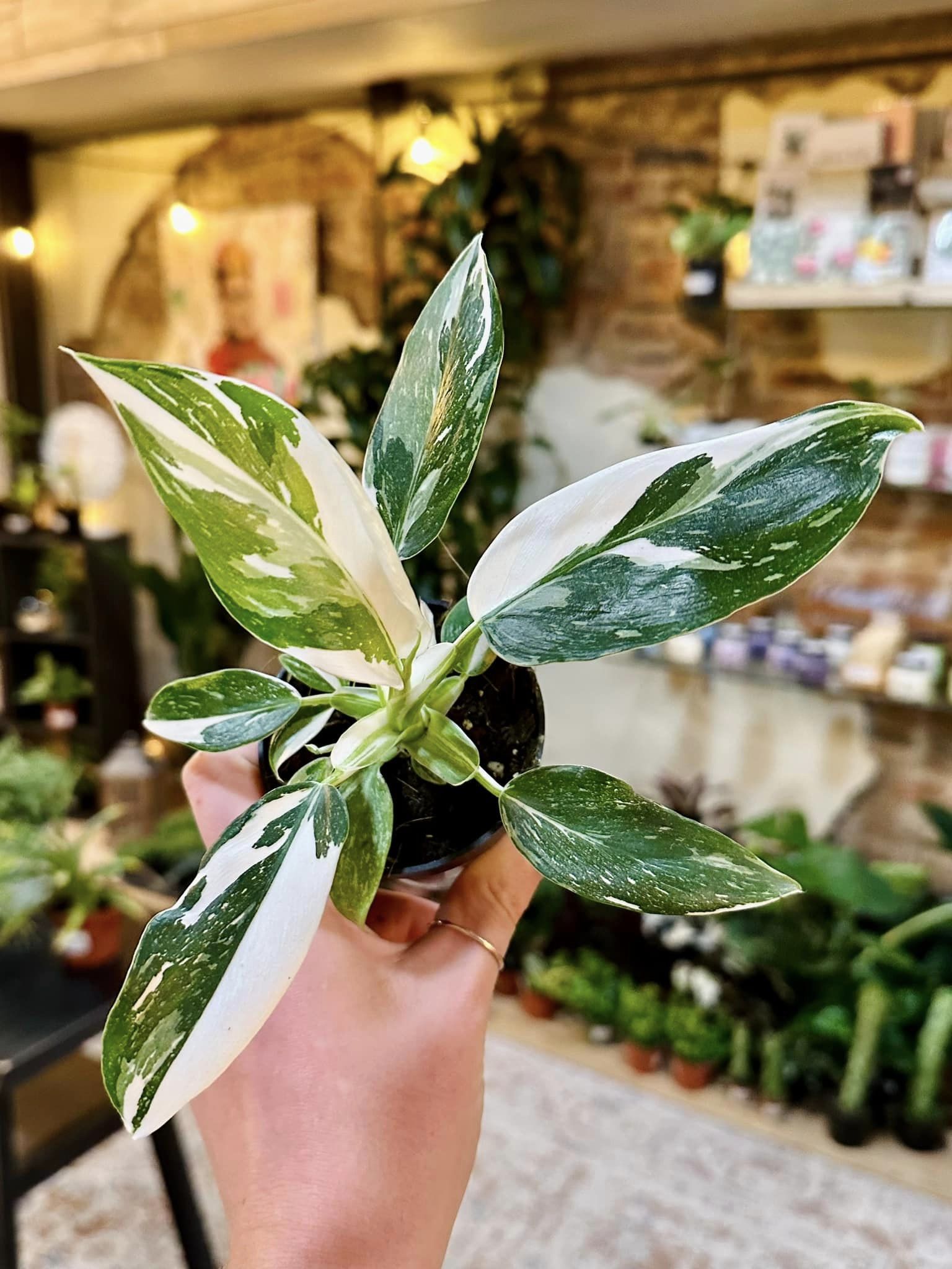 philodendron wizard 4" Philodendron White Wizard