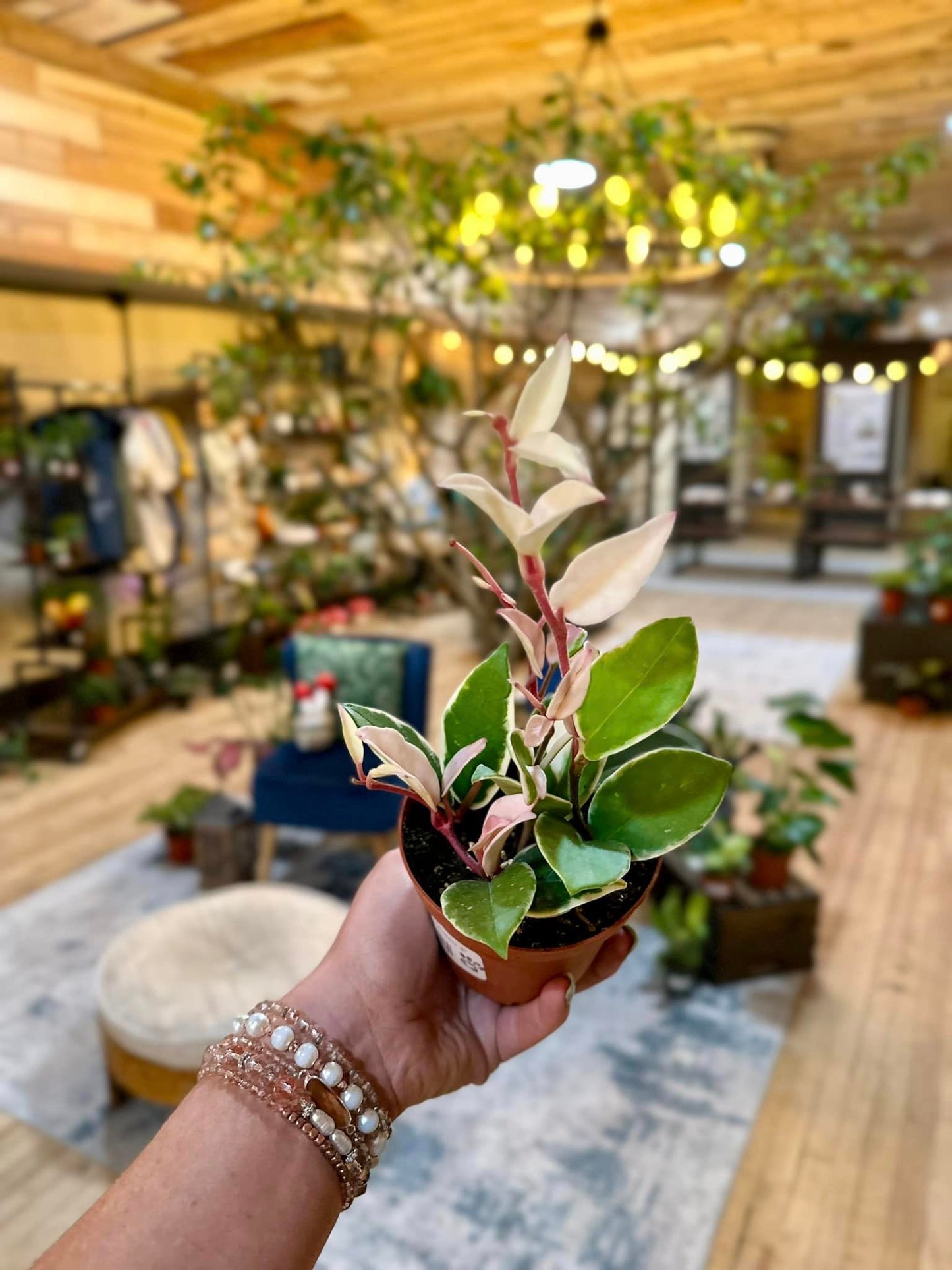 4" Hoya Krimson Queen
