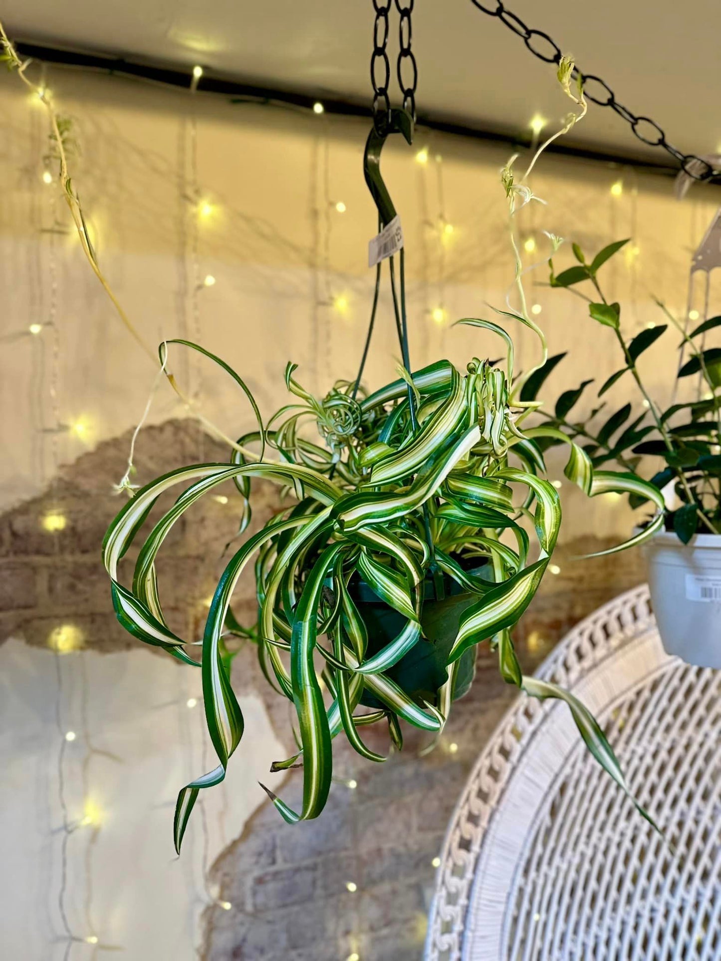 8" Bonnie Spider Plant Basket