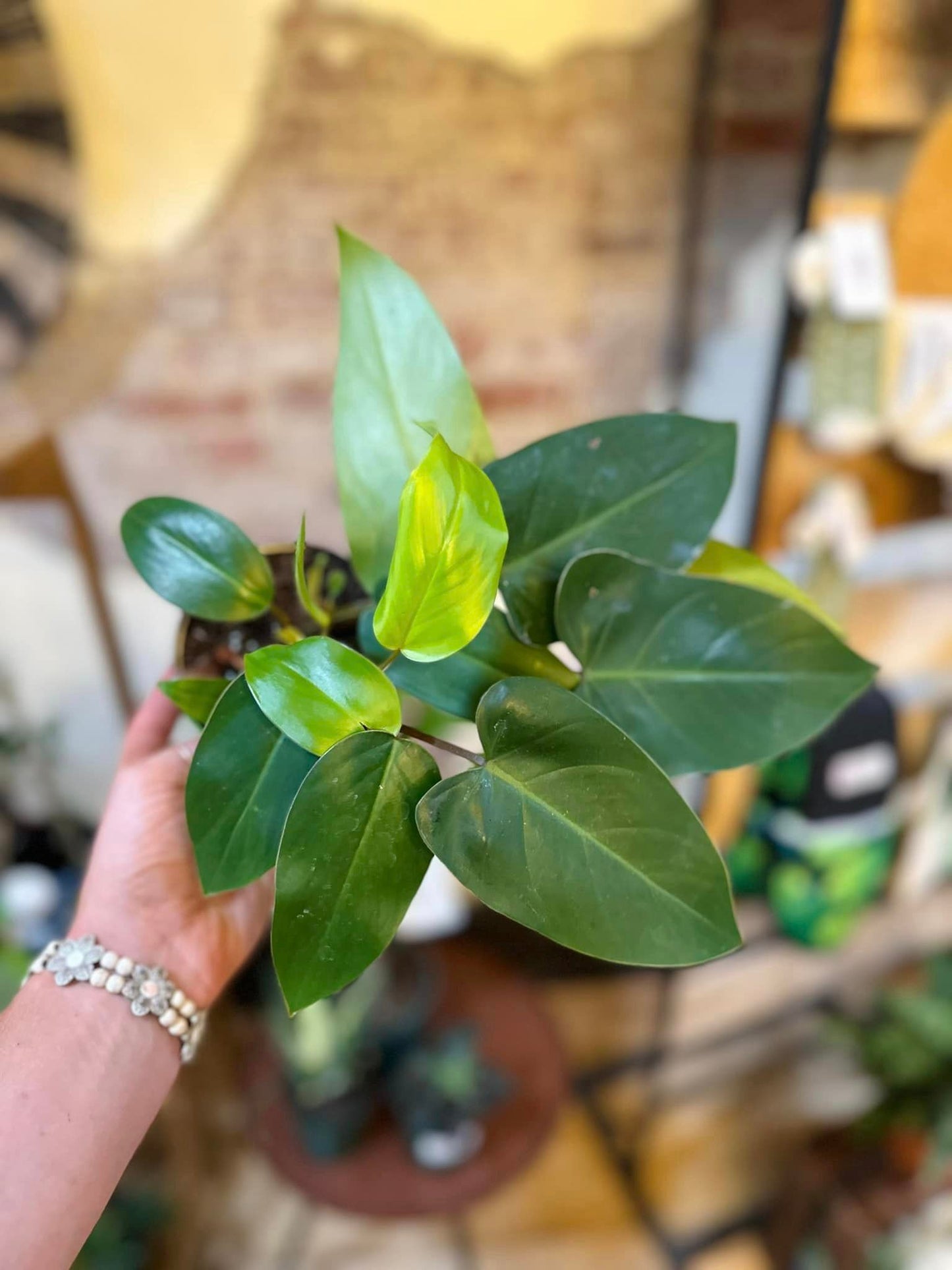 4" Philodendron Red Emerald