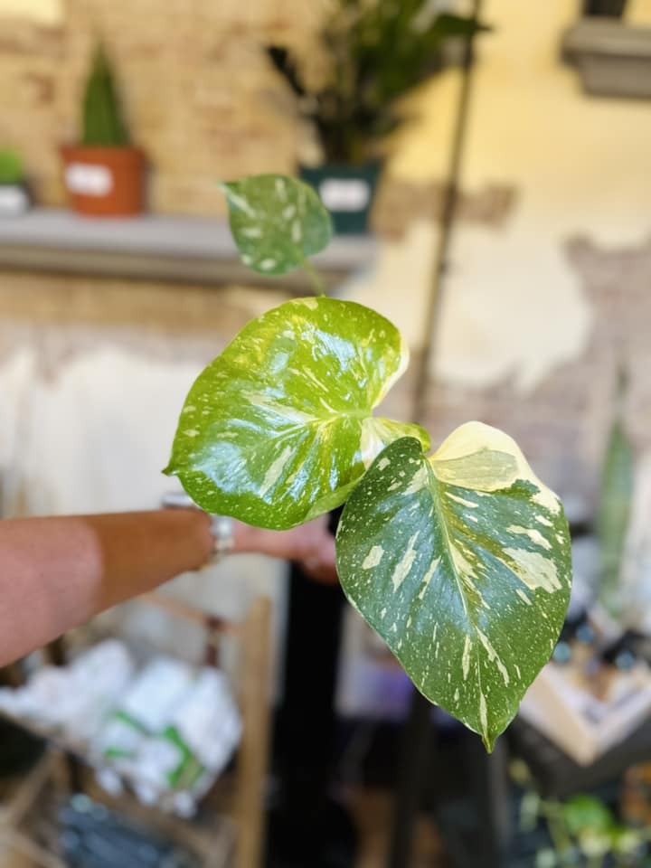 2" Monstera Thai Constellation