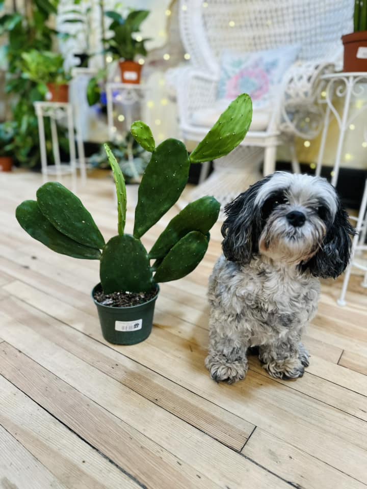 6" Prickly Pear Cactus