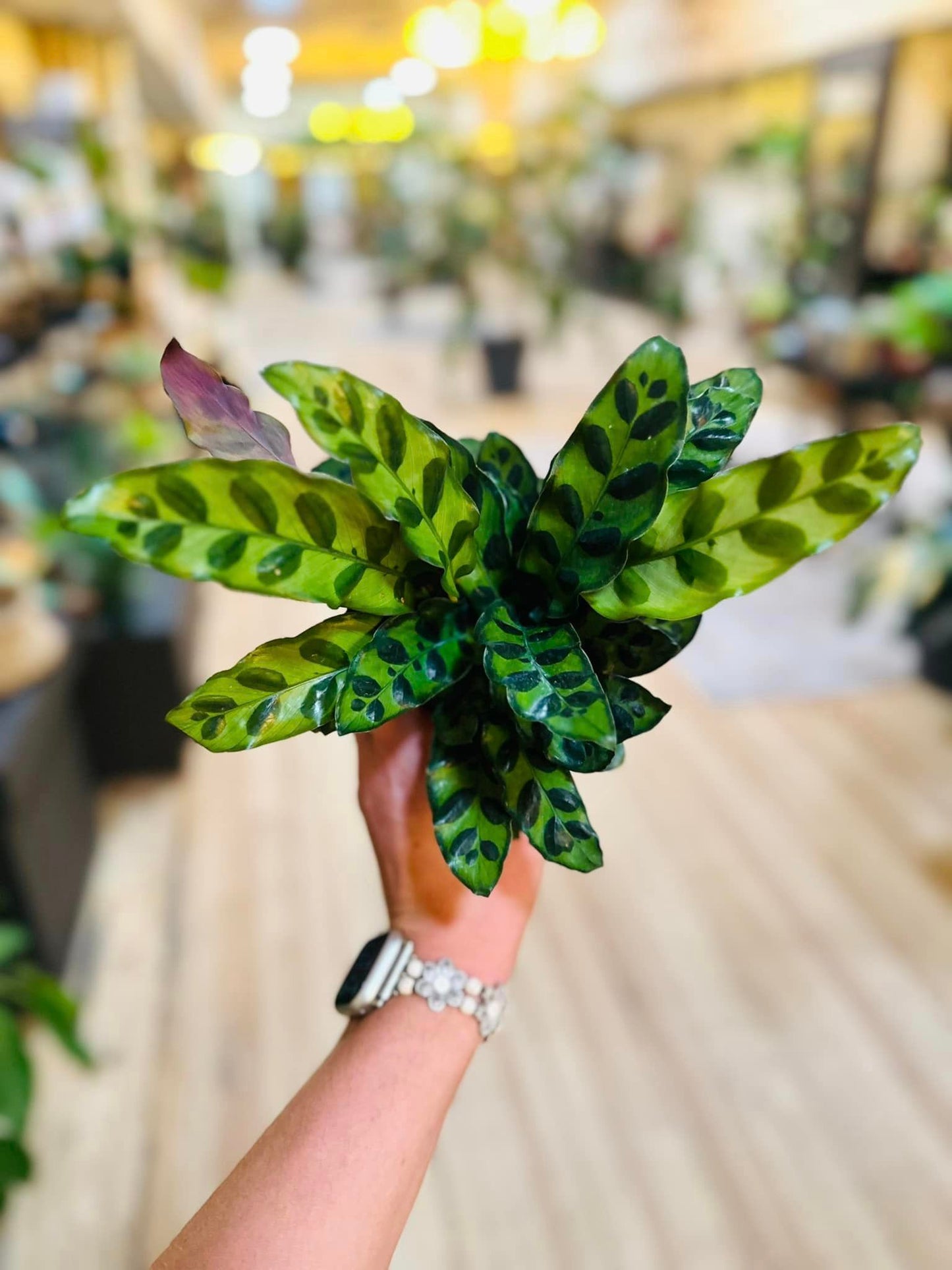 4" Calathea Rattlesnake