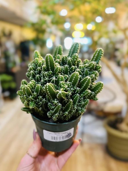 types of fairy castle cactus 4" Fairy Castle Cactus
