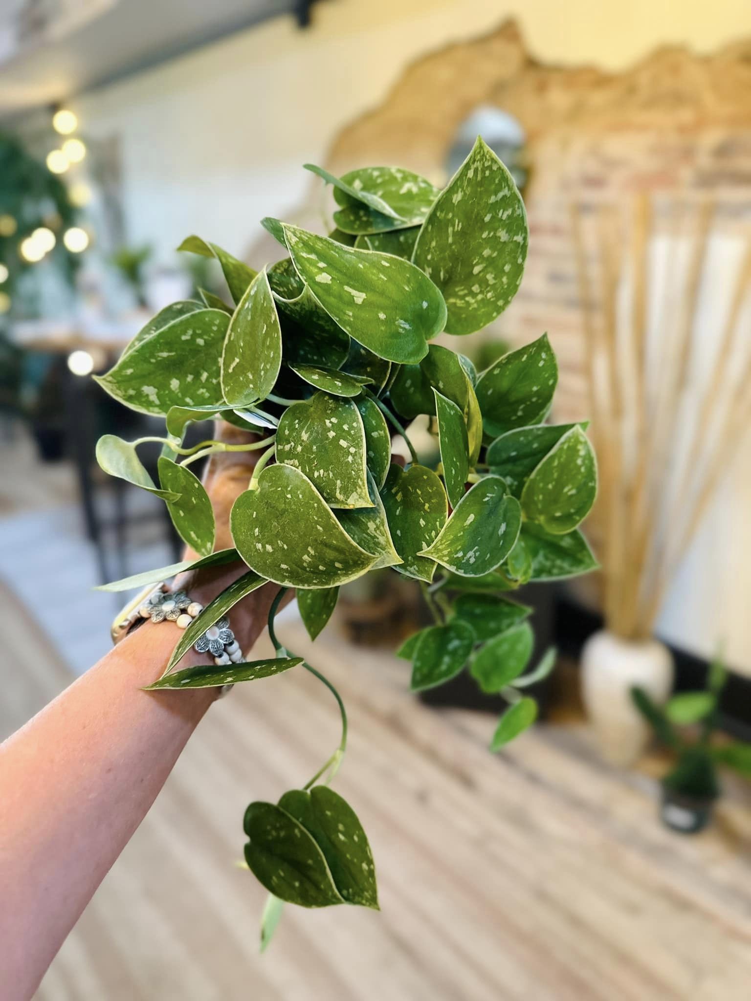 scindapsus pictus pothos 4" Scindapsus Pictus