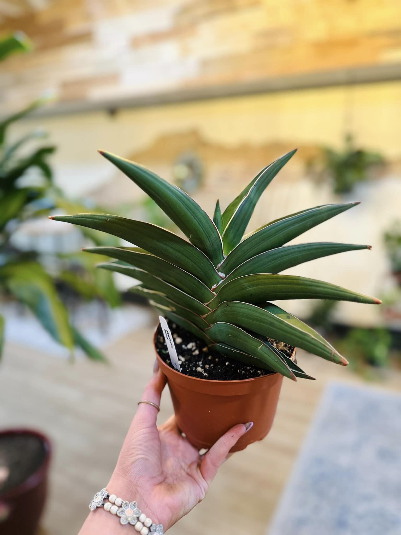 sammeria snake plant 6" Samurai Snake Plant