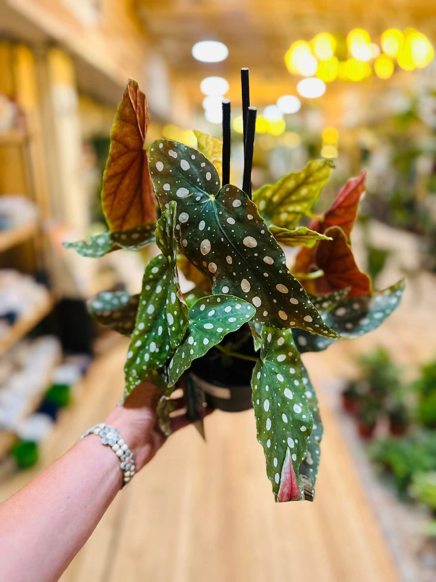 6" Begonia Maculata