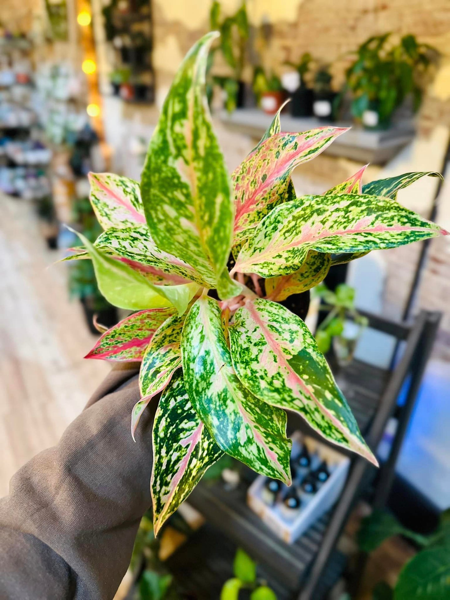 6" Aglaonema Sparkling Sarah