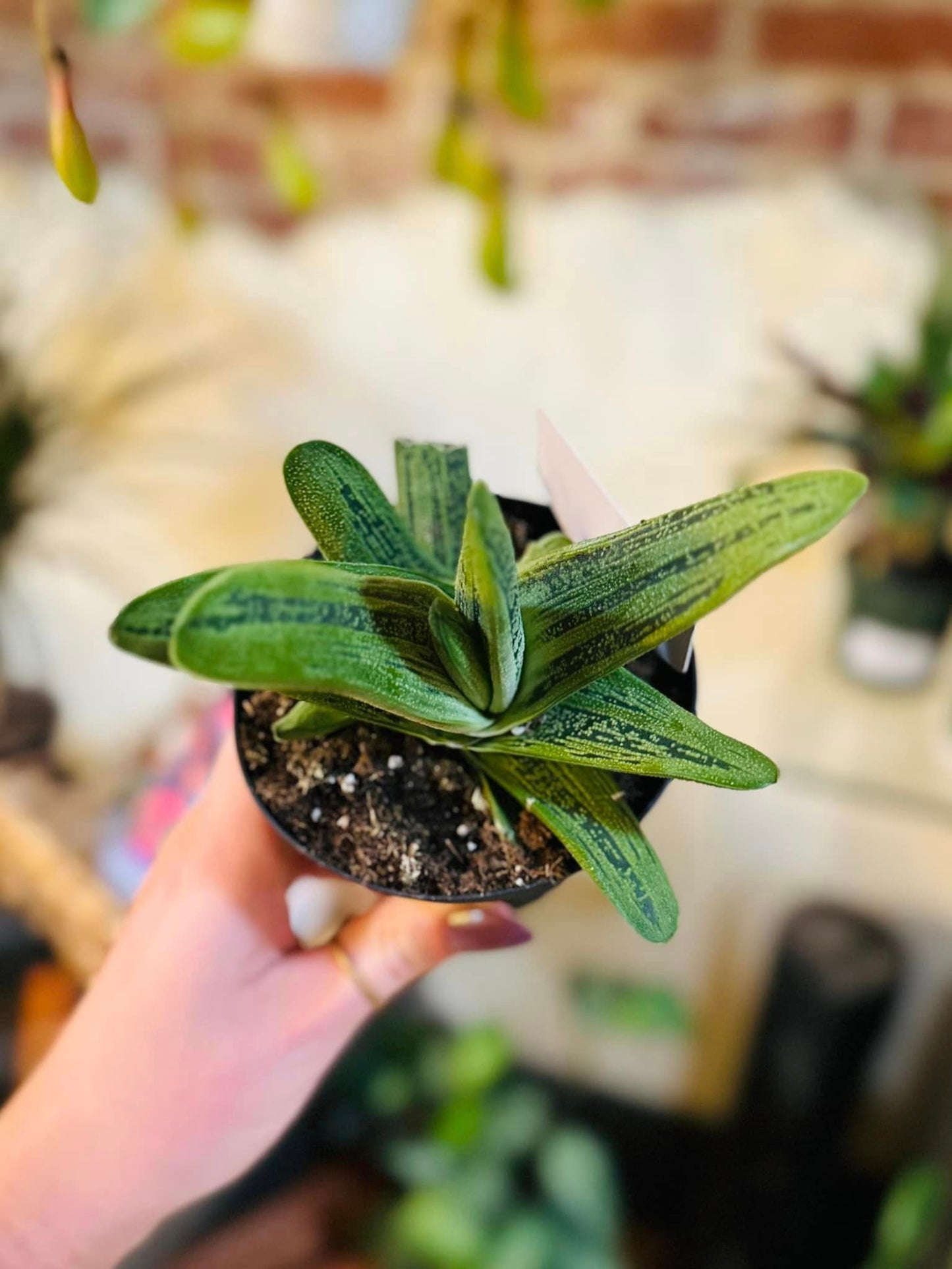 4" Gasteria Little Warty