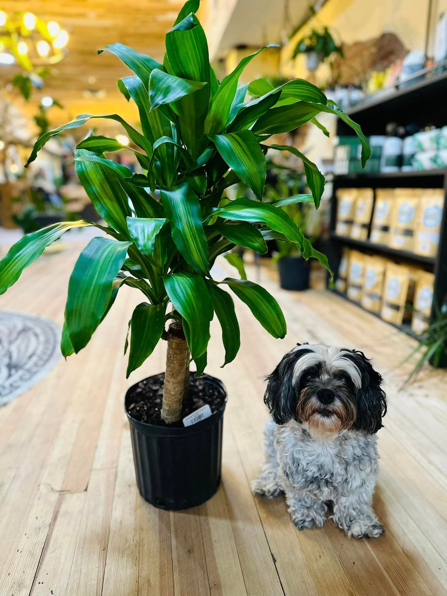 8" Dracaena Mass Cane