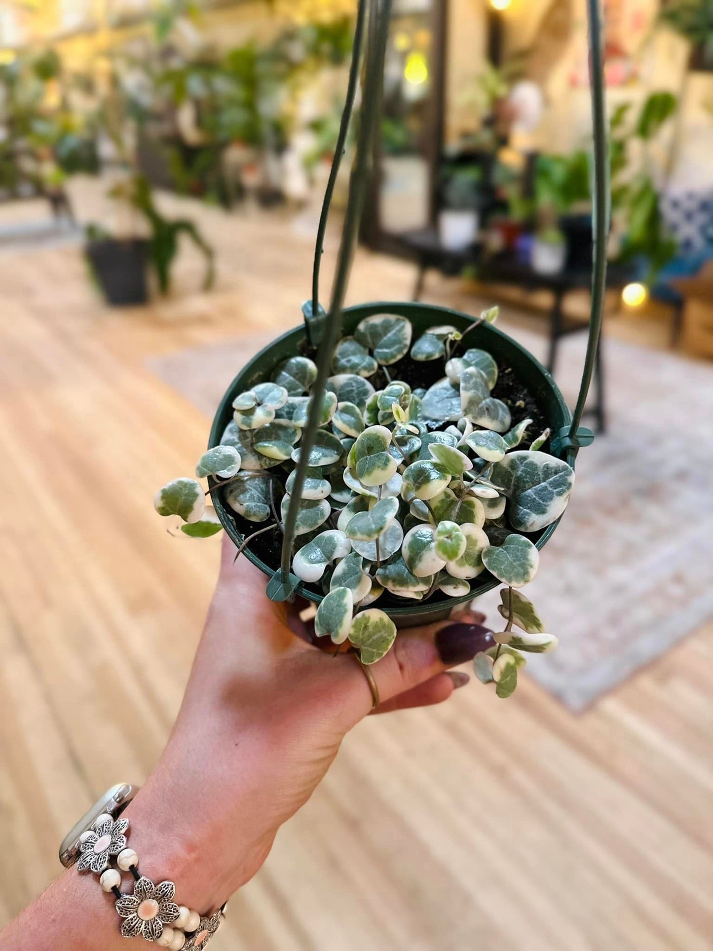 5" Variegated String of Hearts Basket