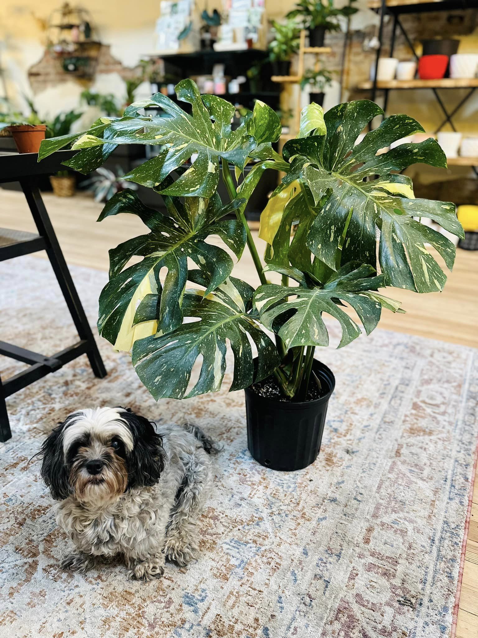 8 inch monstera 8" Monstera Thai Constellation – Grows on Main