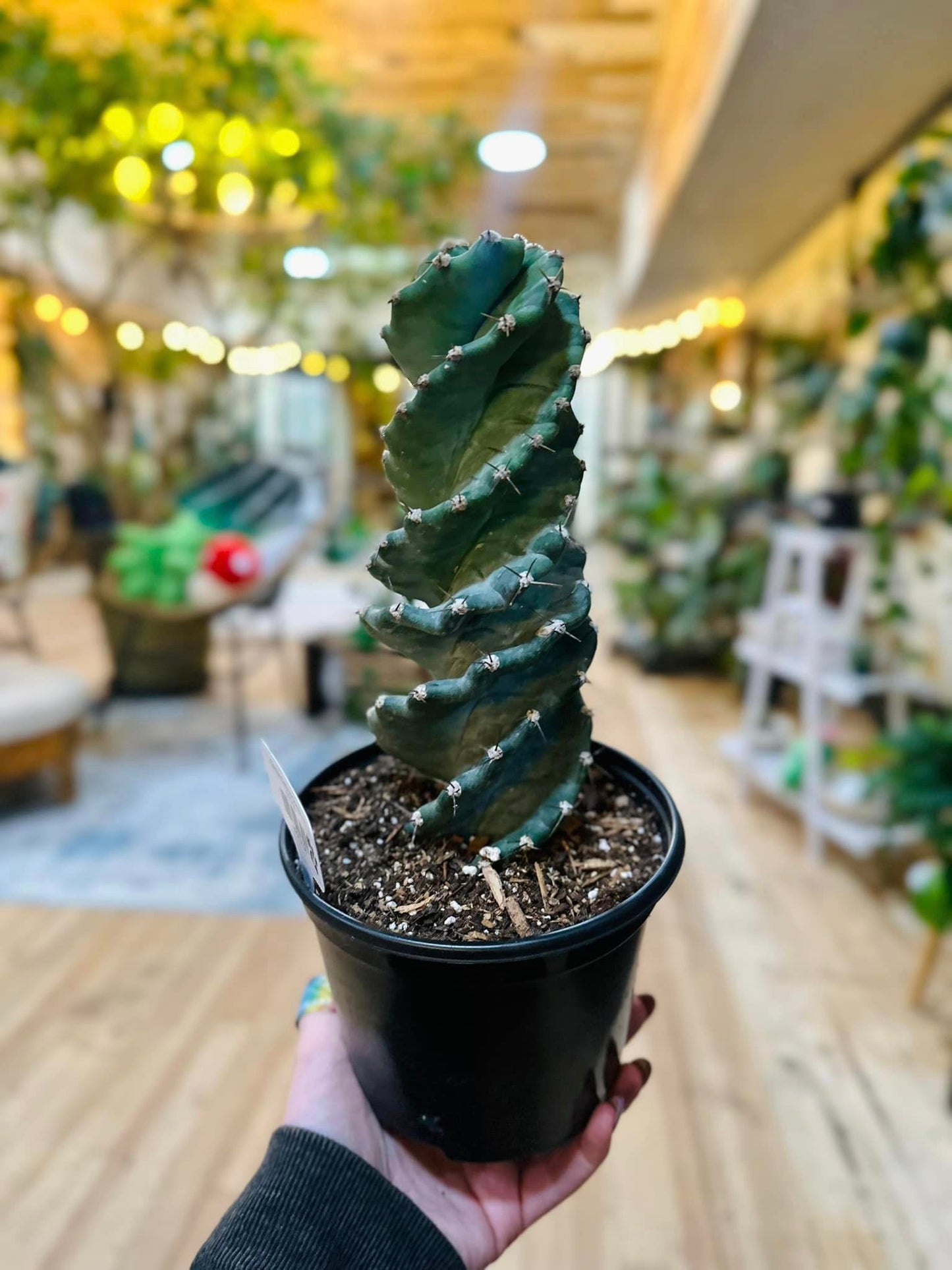 6" Cereus Forbesii Spiralis Cactus