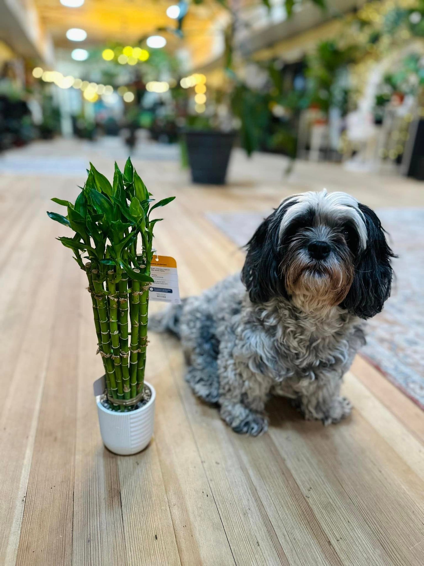 5" Lucky Bamboo