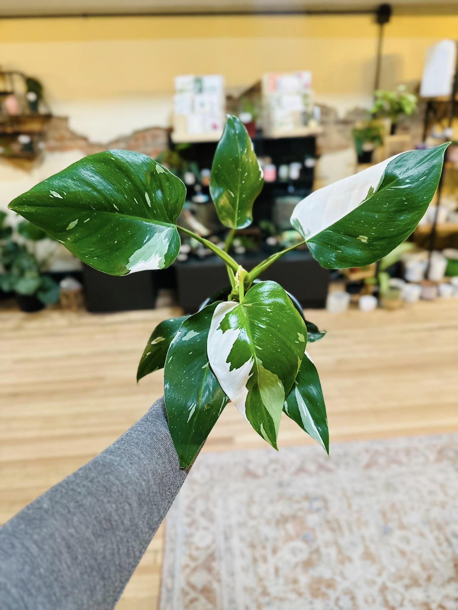 white philodendron for sale 6" Philodendron White Wizard