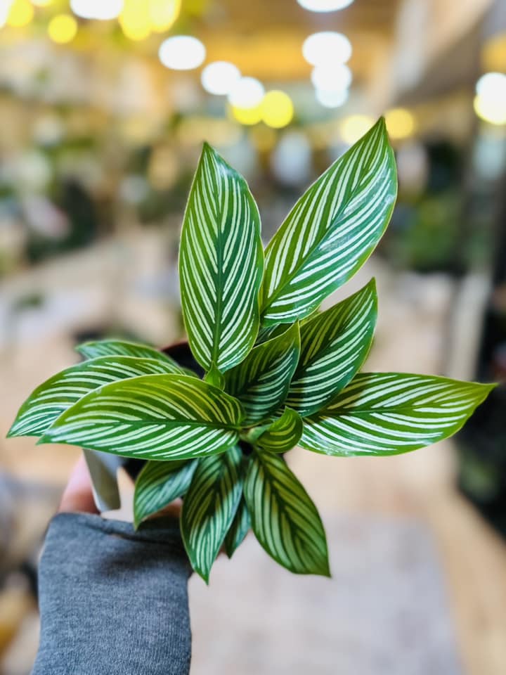 calathea vittata prayer plant 4" Calathea Vittata – Grows on Main