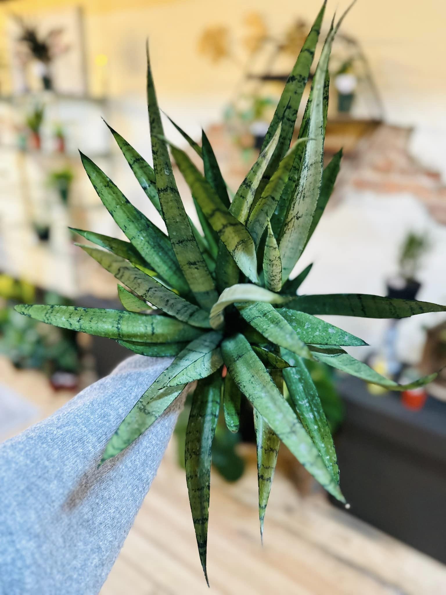 snake plant silver streak 5" Silver Streak Snake Plant – Grows on Main