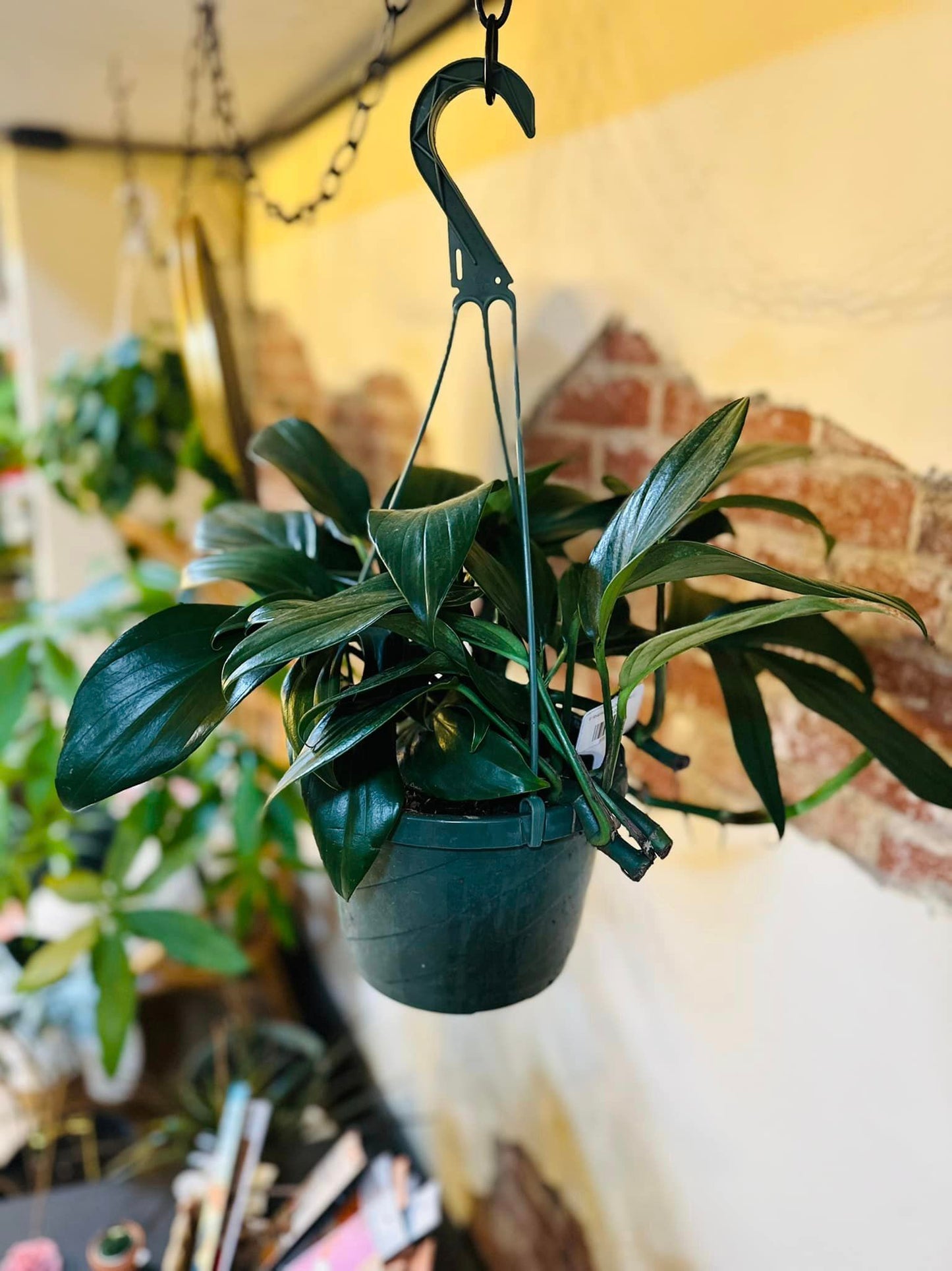 8" Rhaphidophora Decursiva Basket