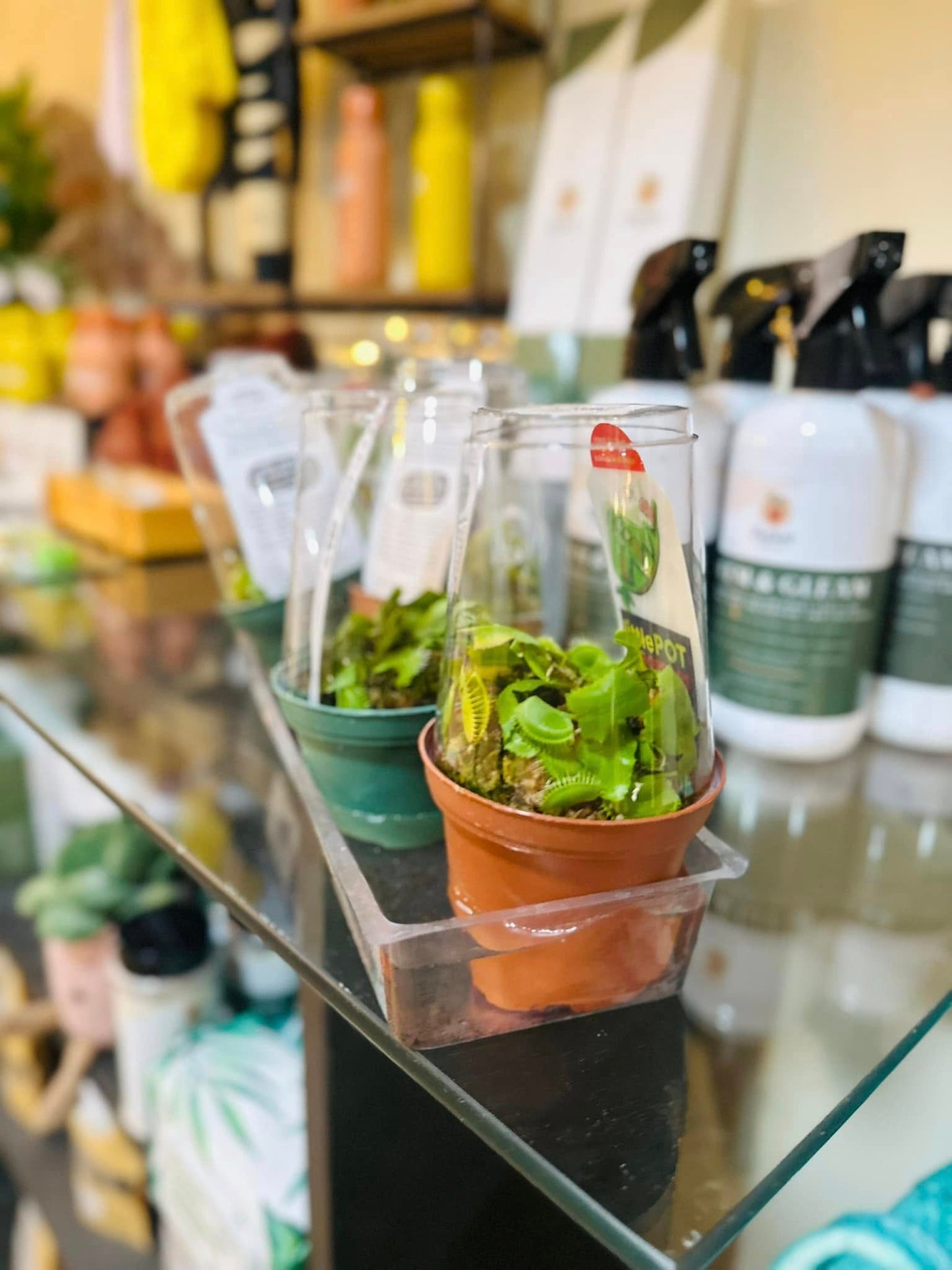 2" Venus Fly Trap