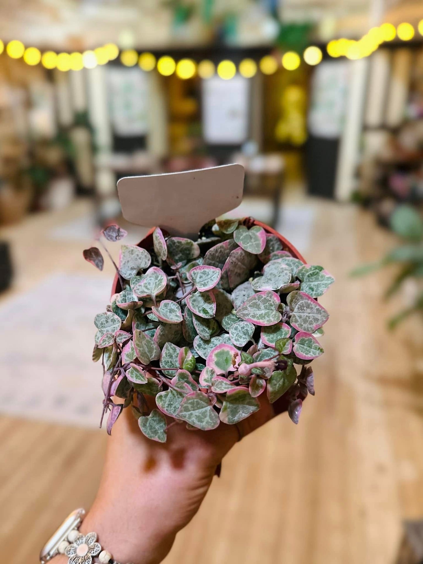 4" Pink Variegated String of Hearts