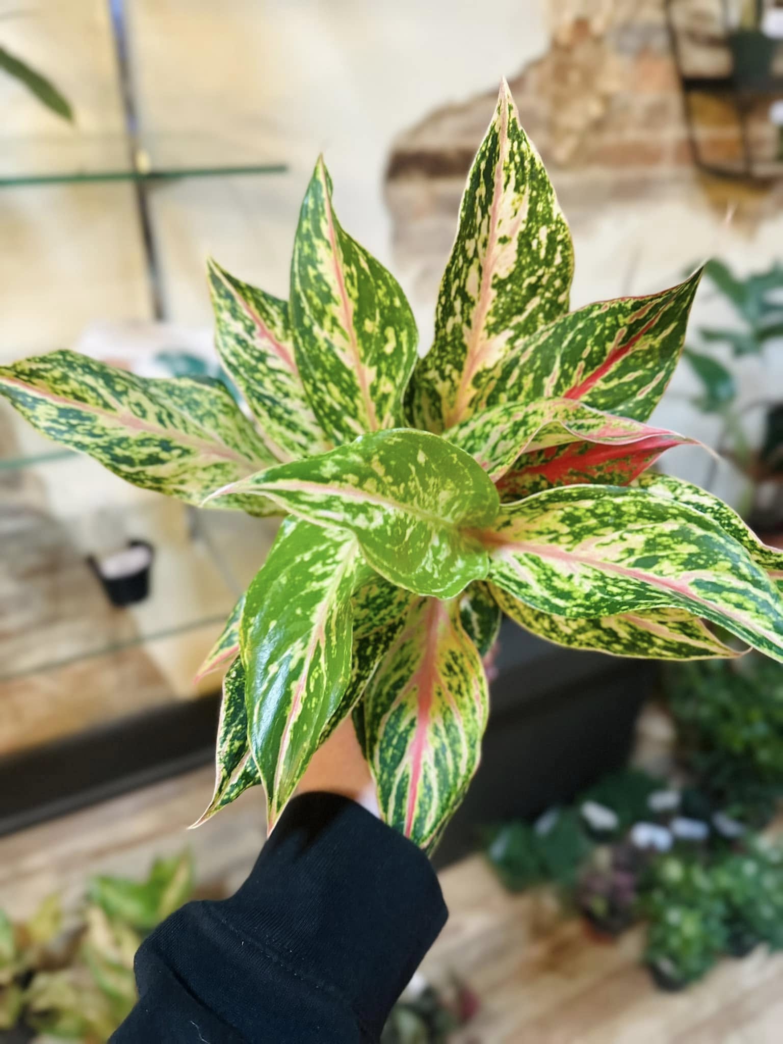 aglaonema chameleon 5" Aglaonema Dazzling Gem – Grows on Main