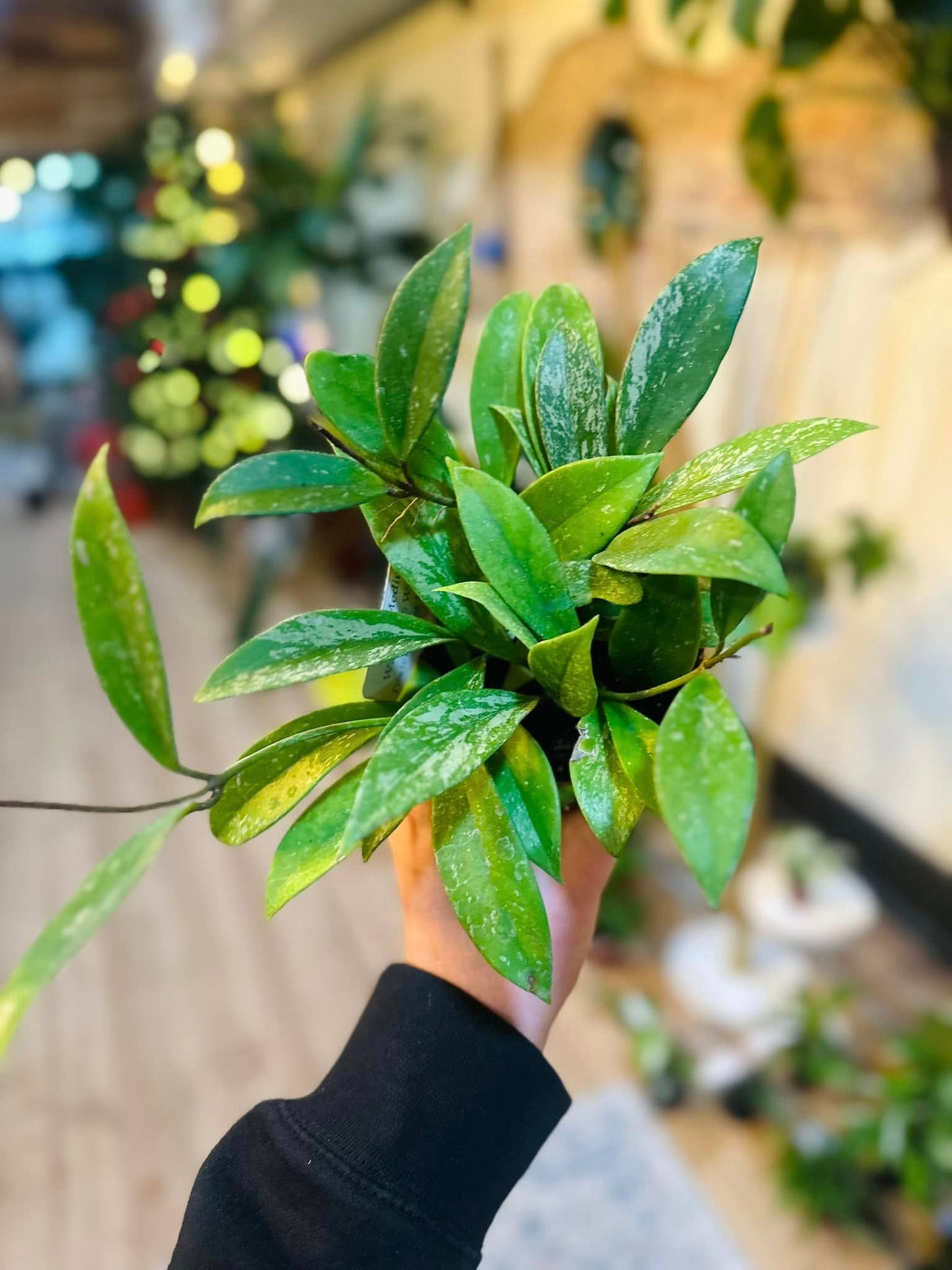 4" Hoya Pubicalyx