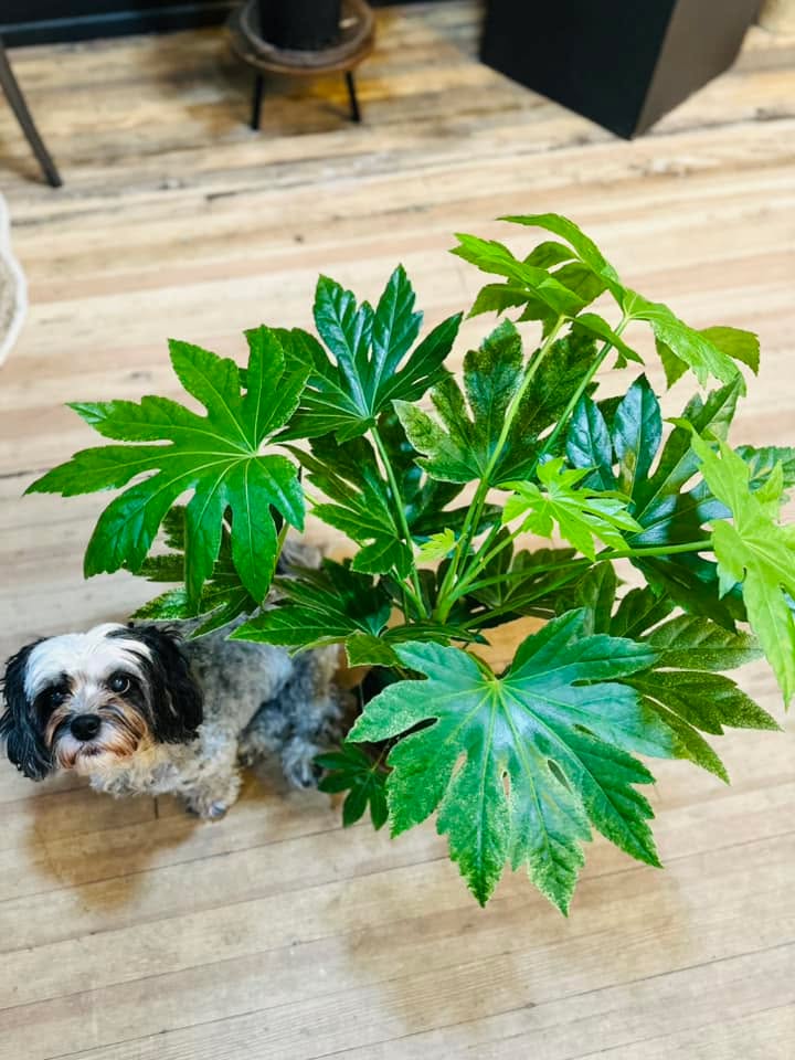 6" Fatsia