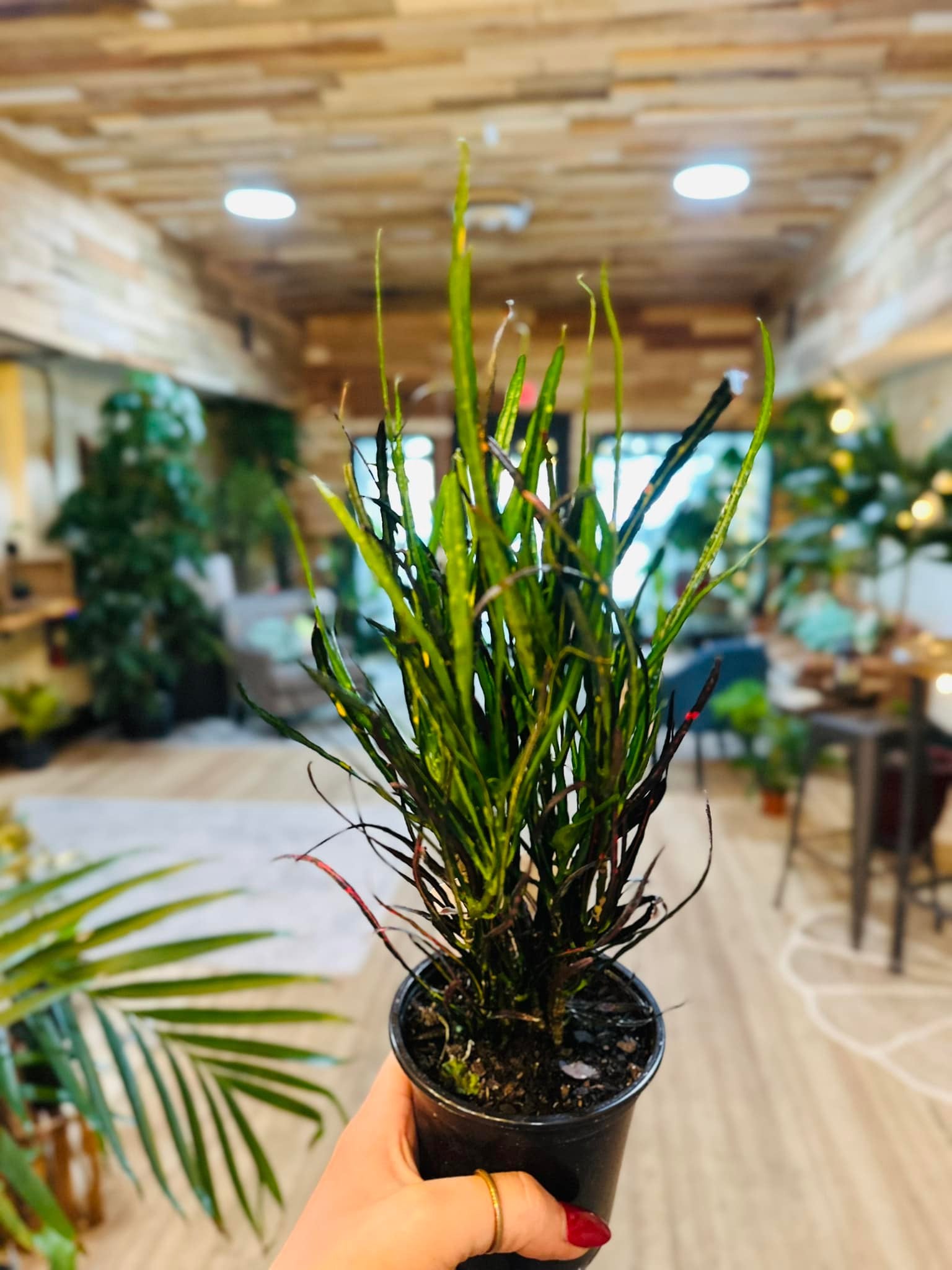 paintbrush plant indoor 4" Croton Picasso Paintbrush