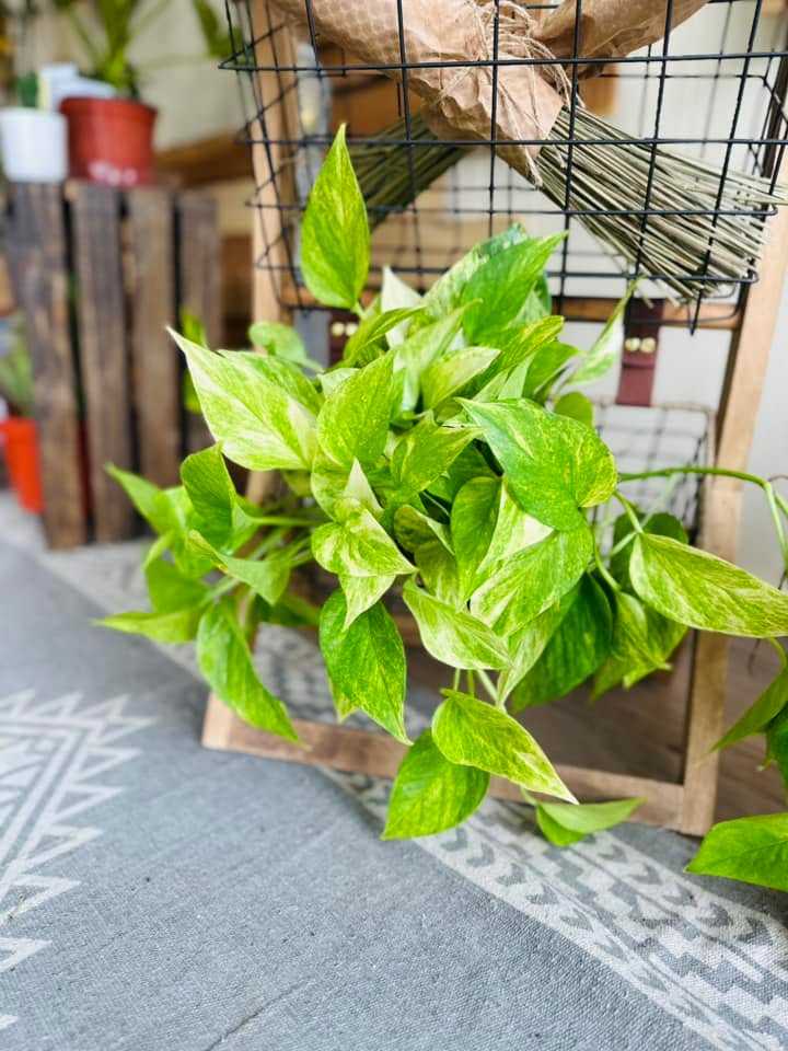 pothos neon queen 6" Neon Queen Pothos