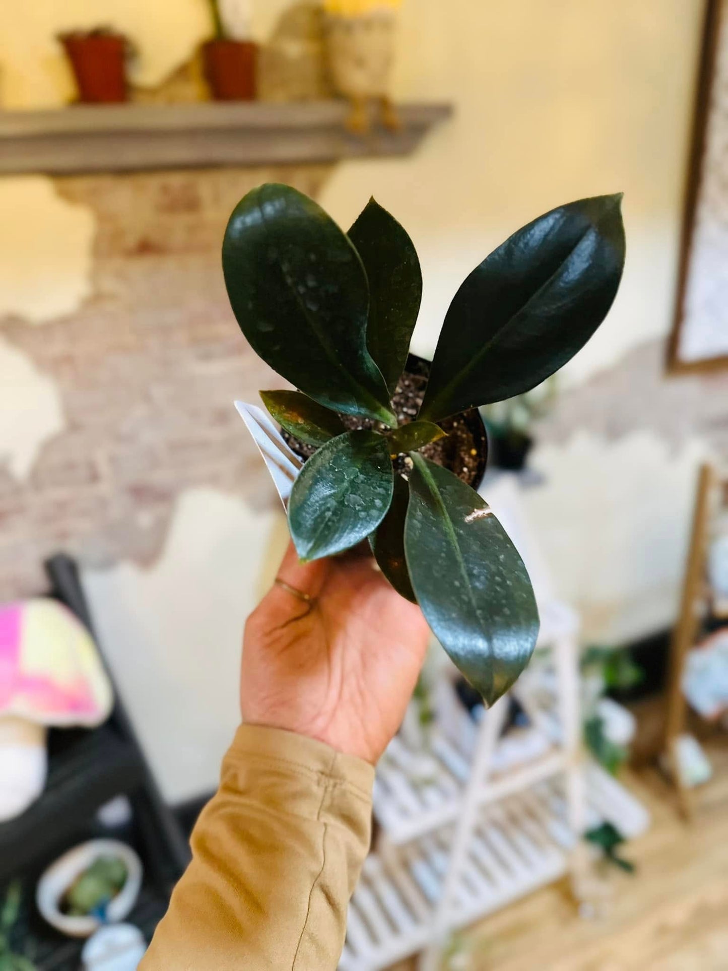 4" Philodendron Linnaei