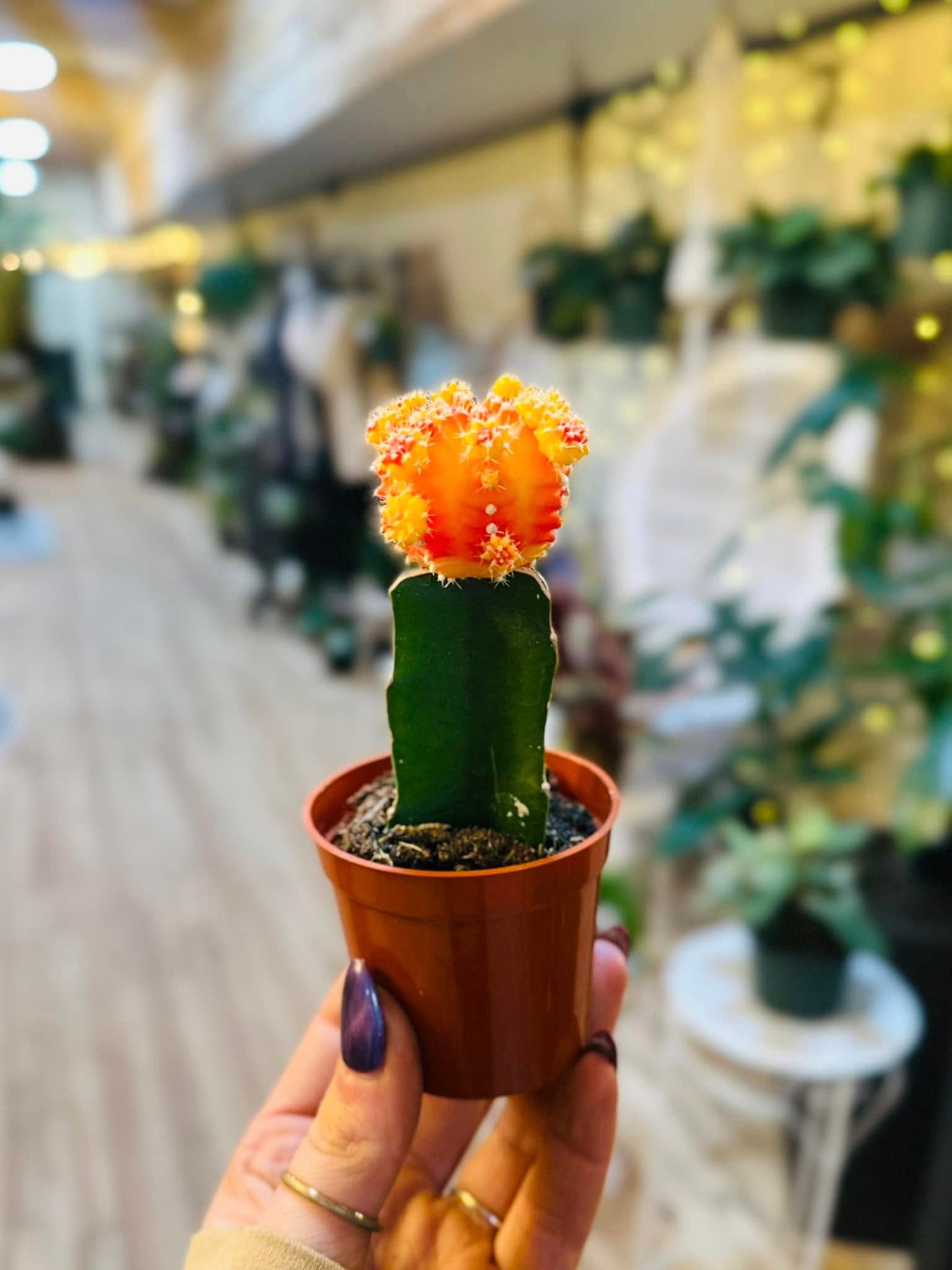 2.5" Moon Cactus