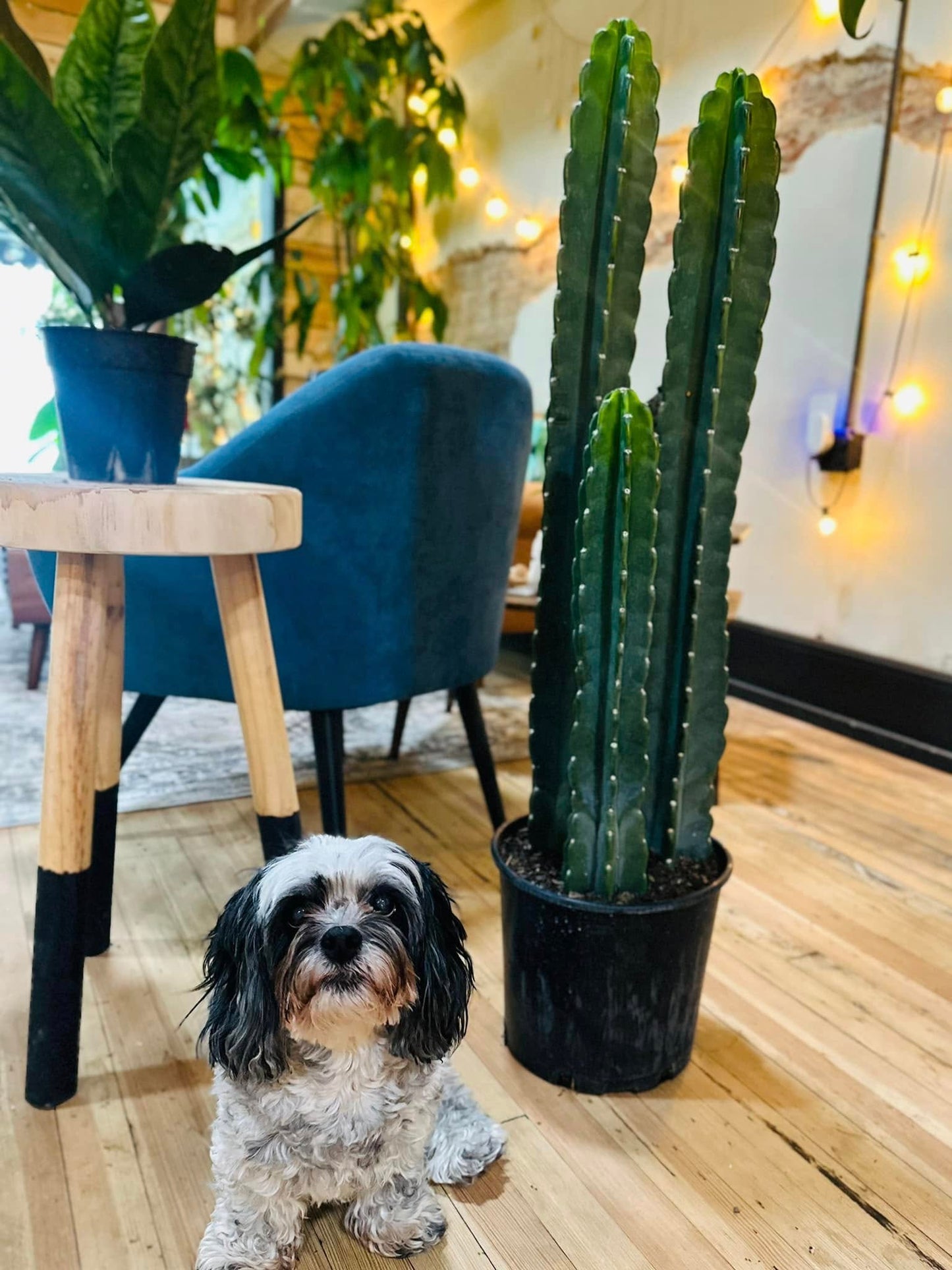 10" Cereus Jamacaru Cactus