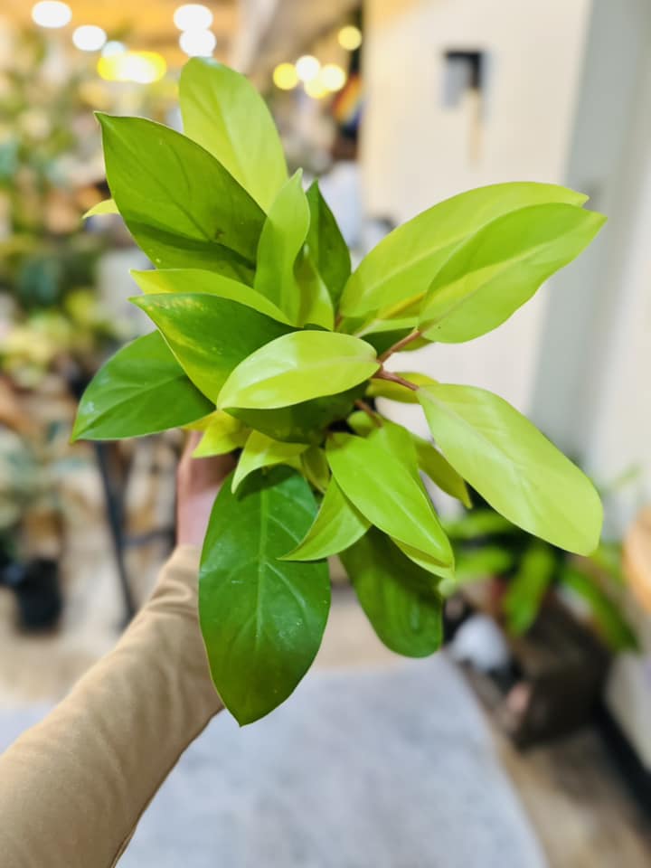 golden goddess philodendron large 6" Philodendron Golden Goddess