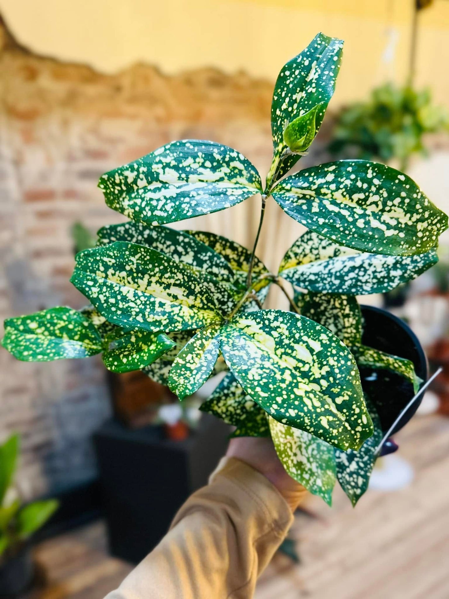 4" Dracaena Florida Beauty