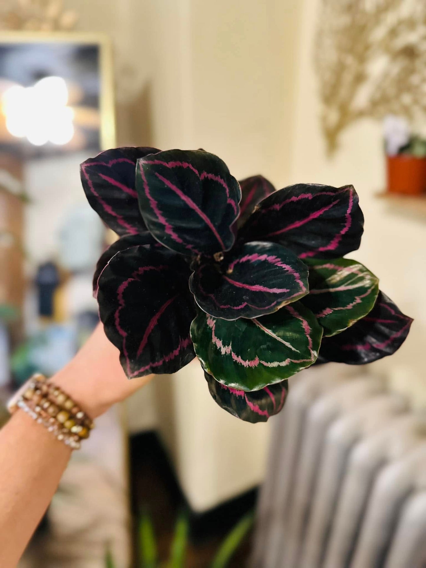 4" Calathea Dottie