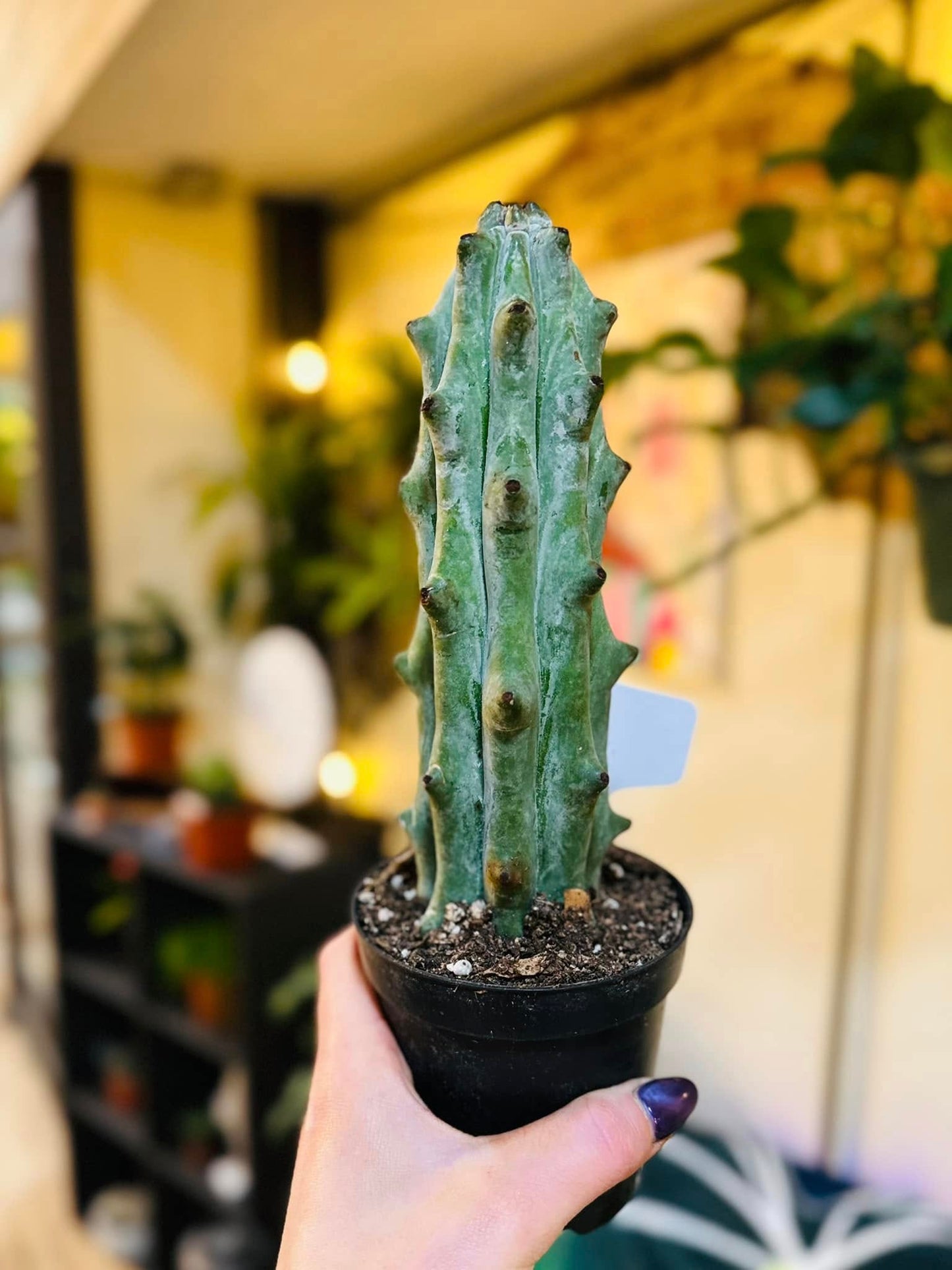 4" White Ghost Boobie Cactus